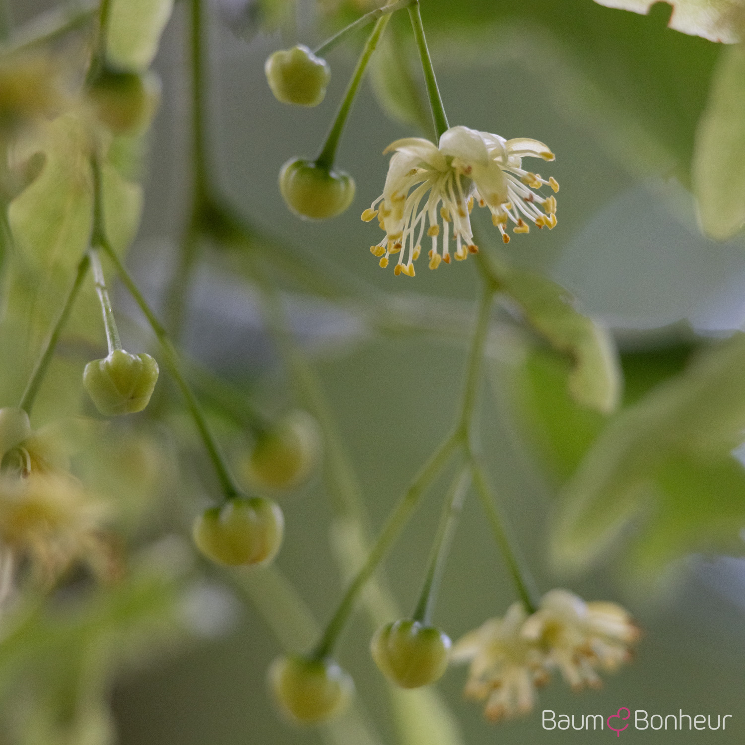 Tilia platyphyllos 'Örebro'