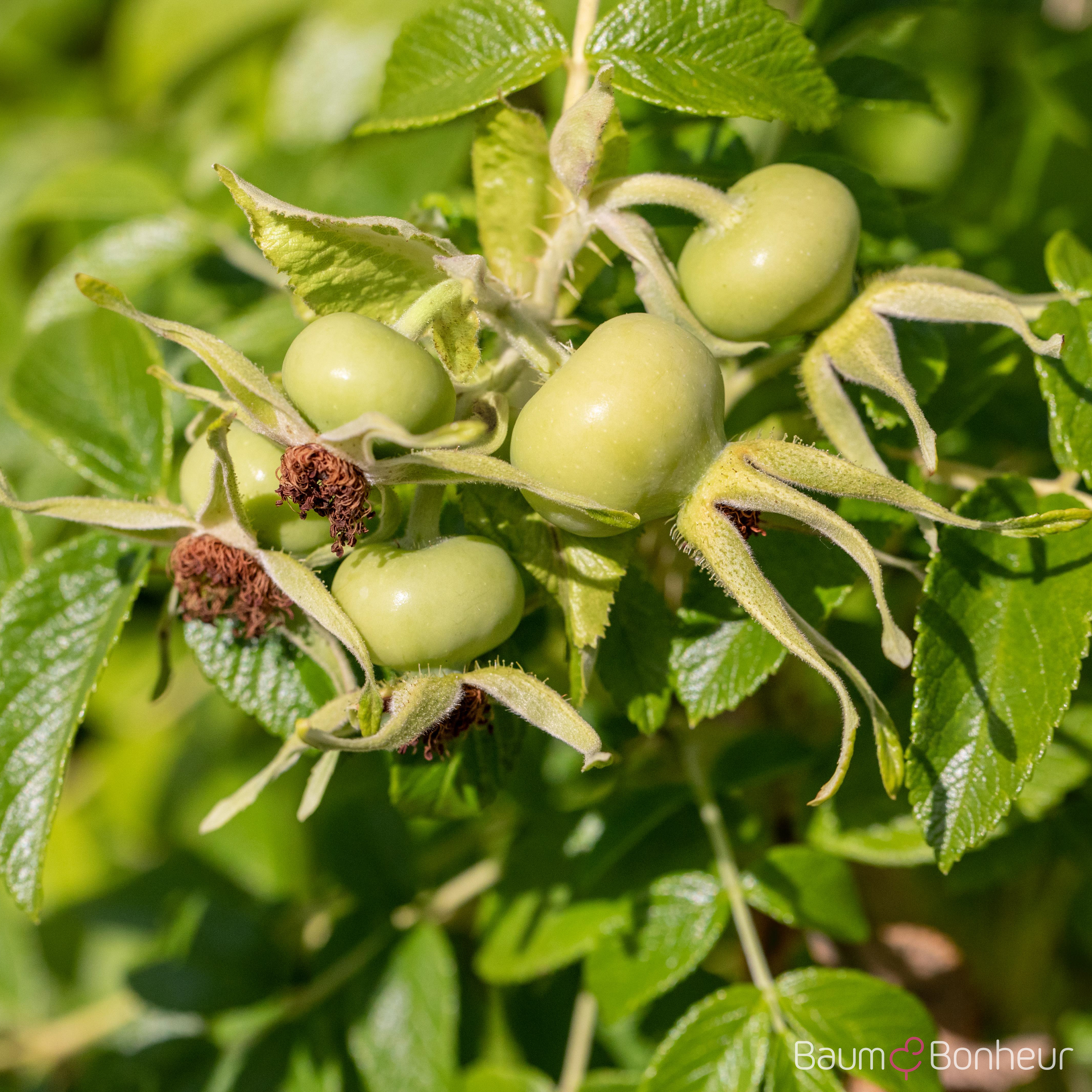 Rosa rugosa alba