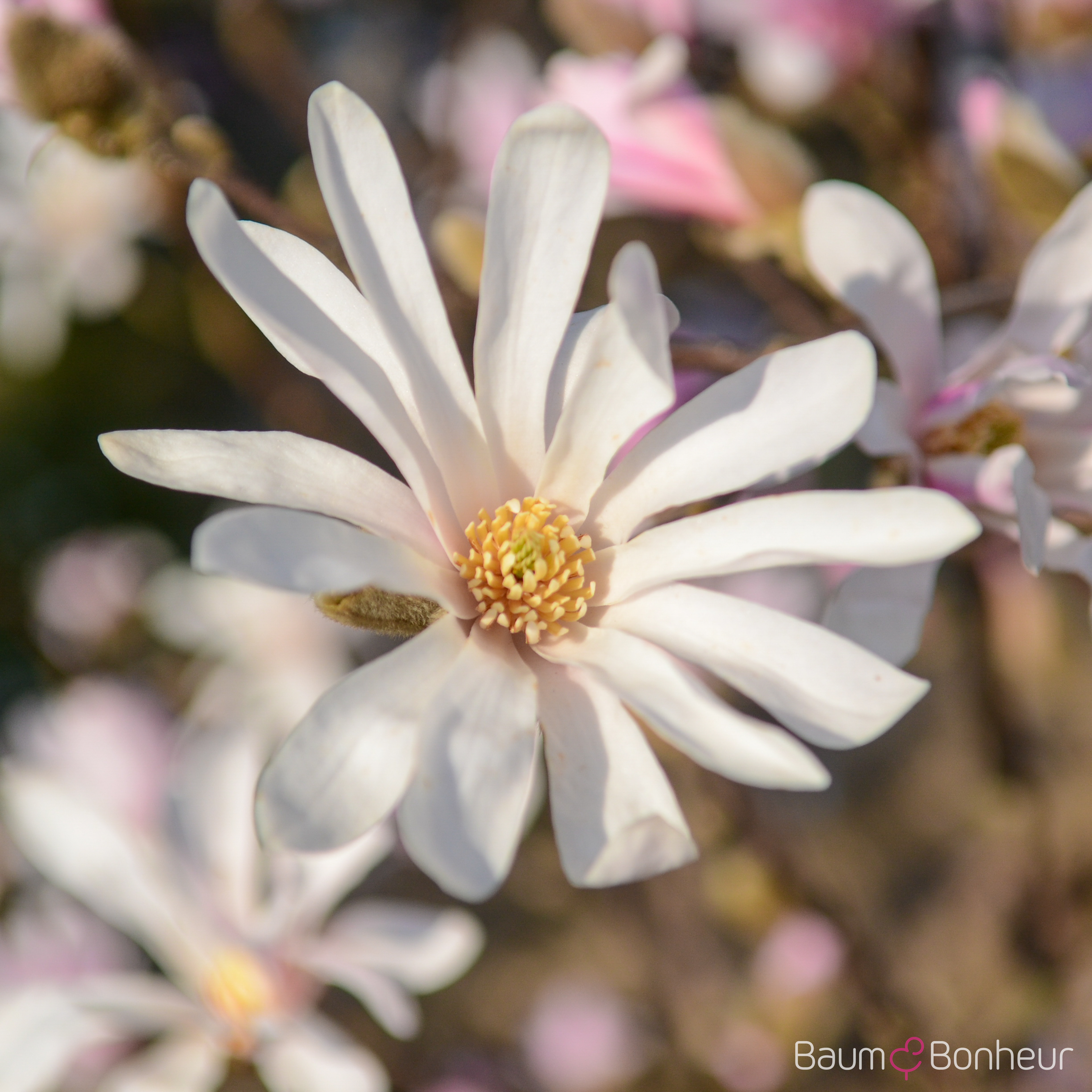 Magnolia loebneri 'Leonard Messel'