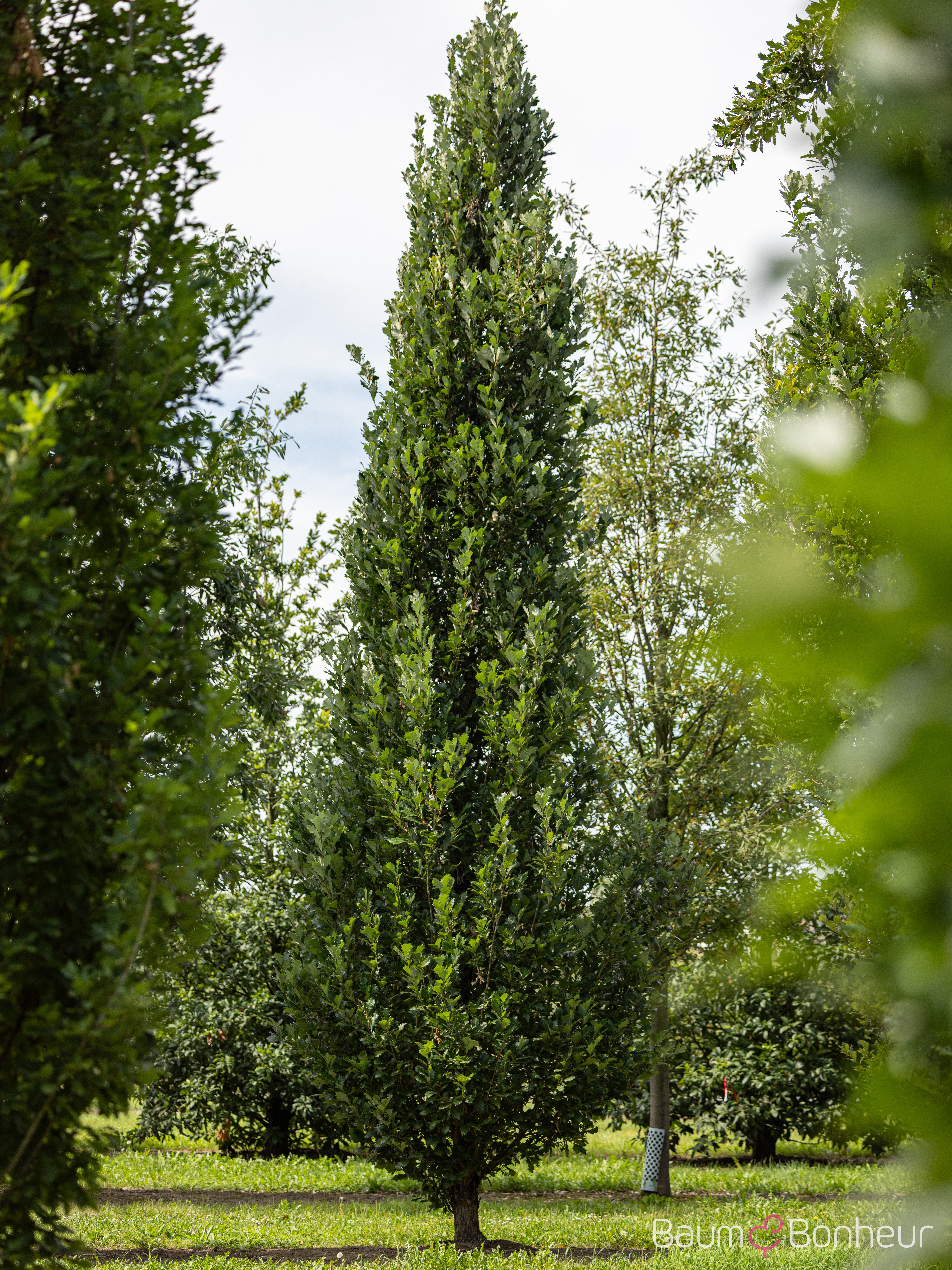 Quercus warei 'Long'