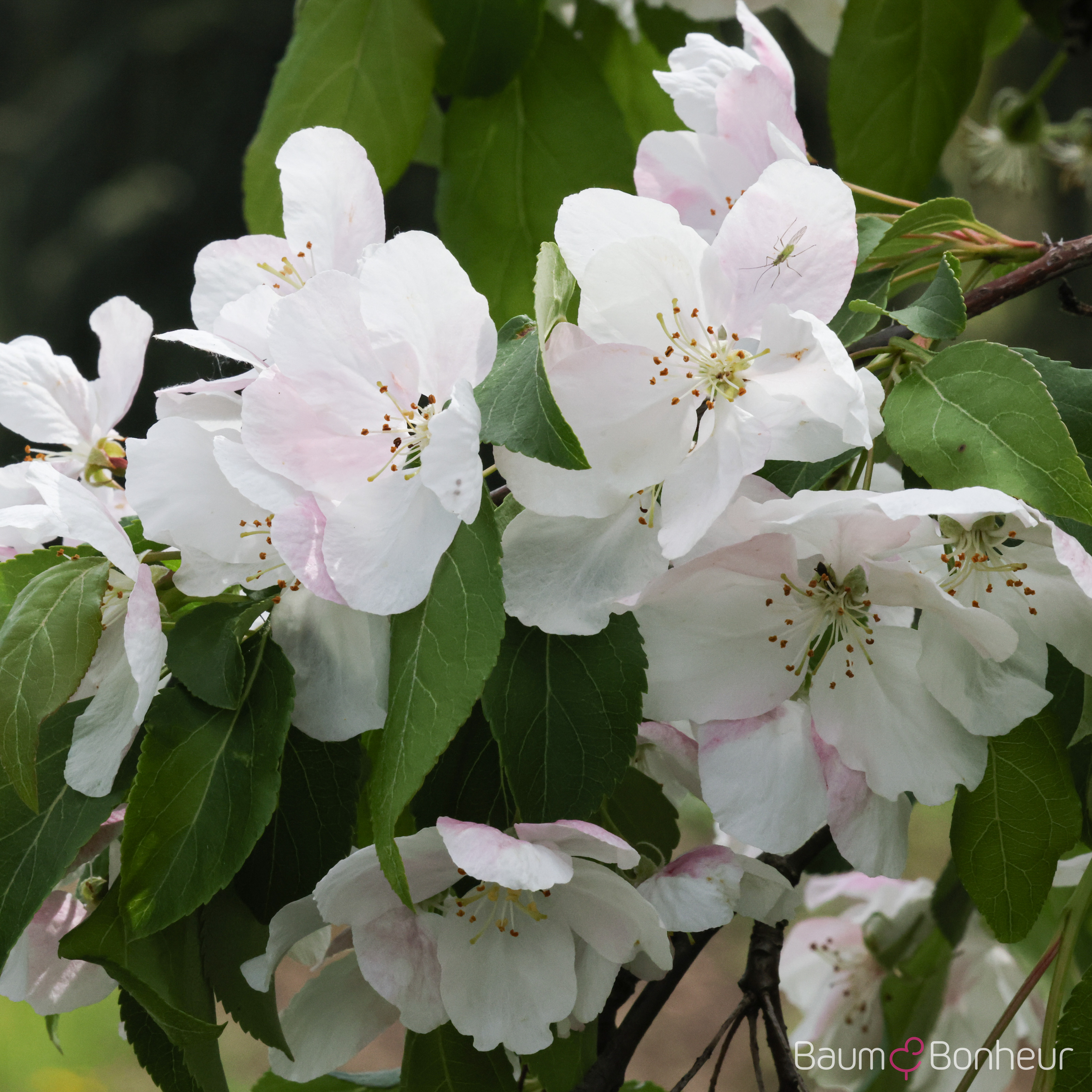 Malus 'Red Jade'