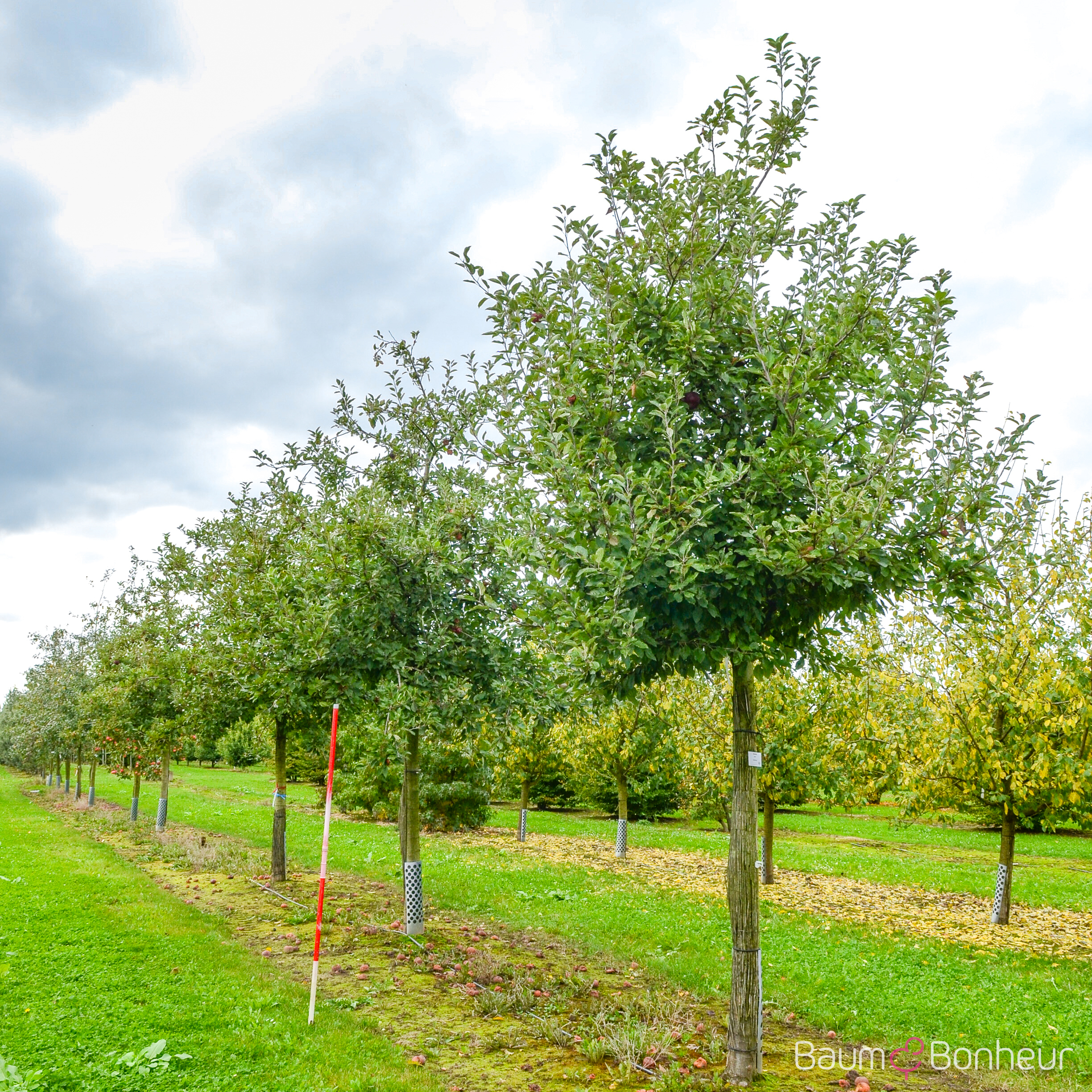 Malus 'Ingrid Marie'