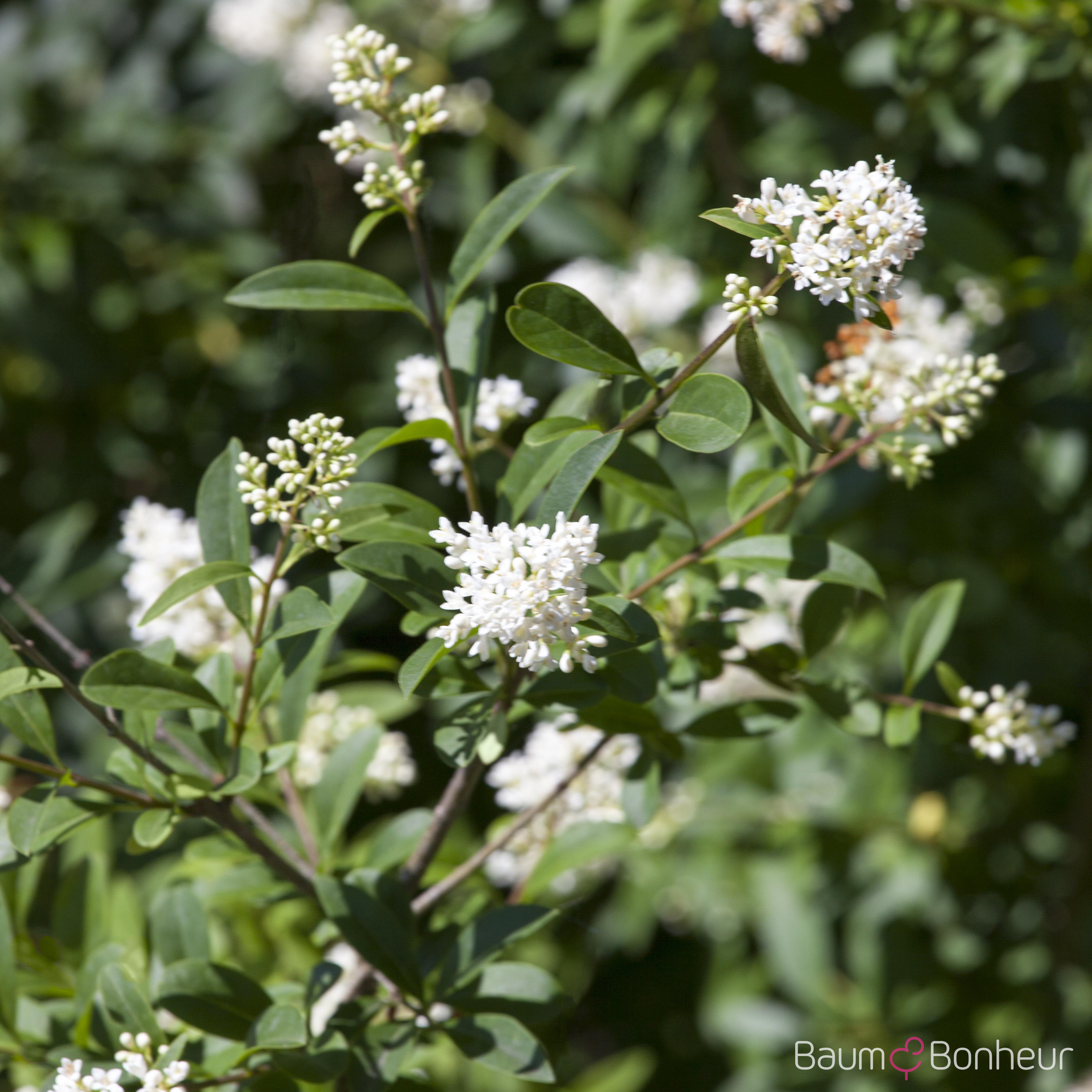 Ligustrum ovalifolium