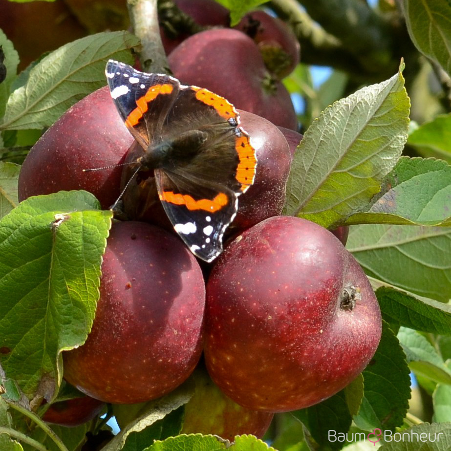 Malus 'Ingrid Marie'