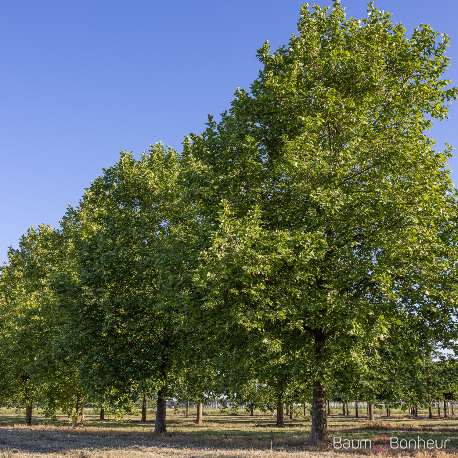 Platanus hispanica