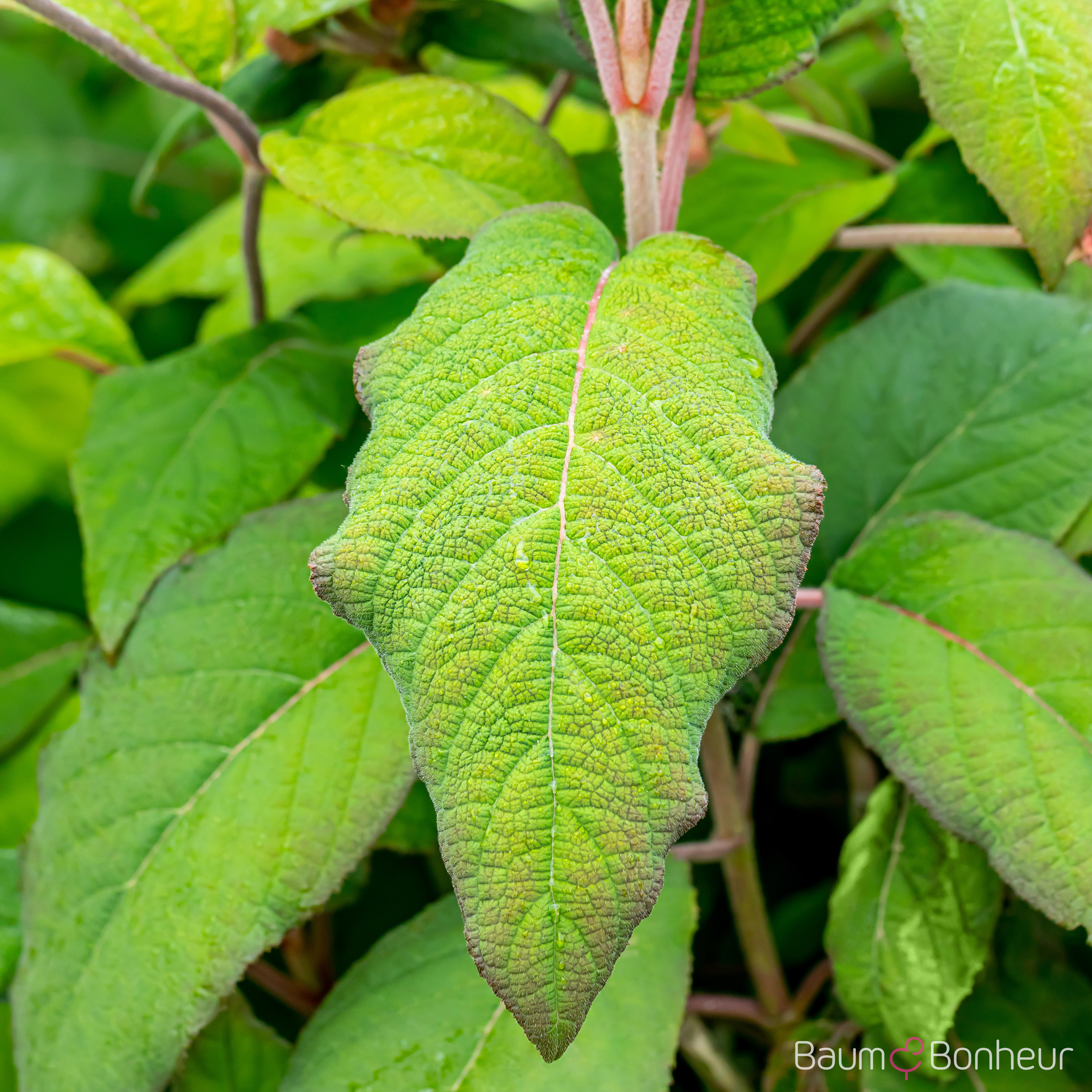 Hydrangea aspera 'Macrophylla'