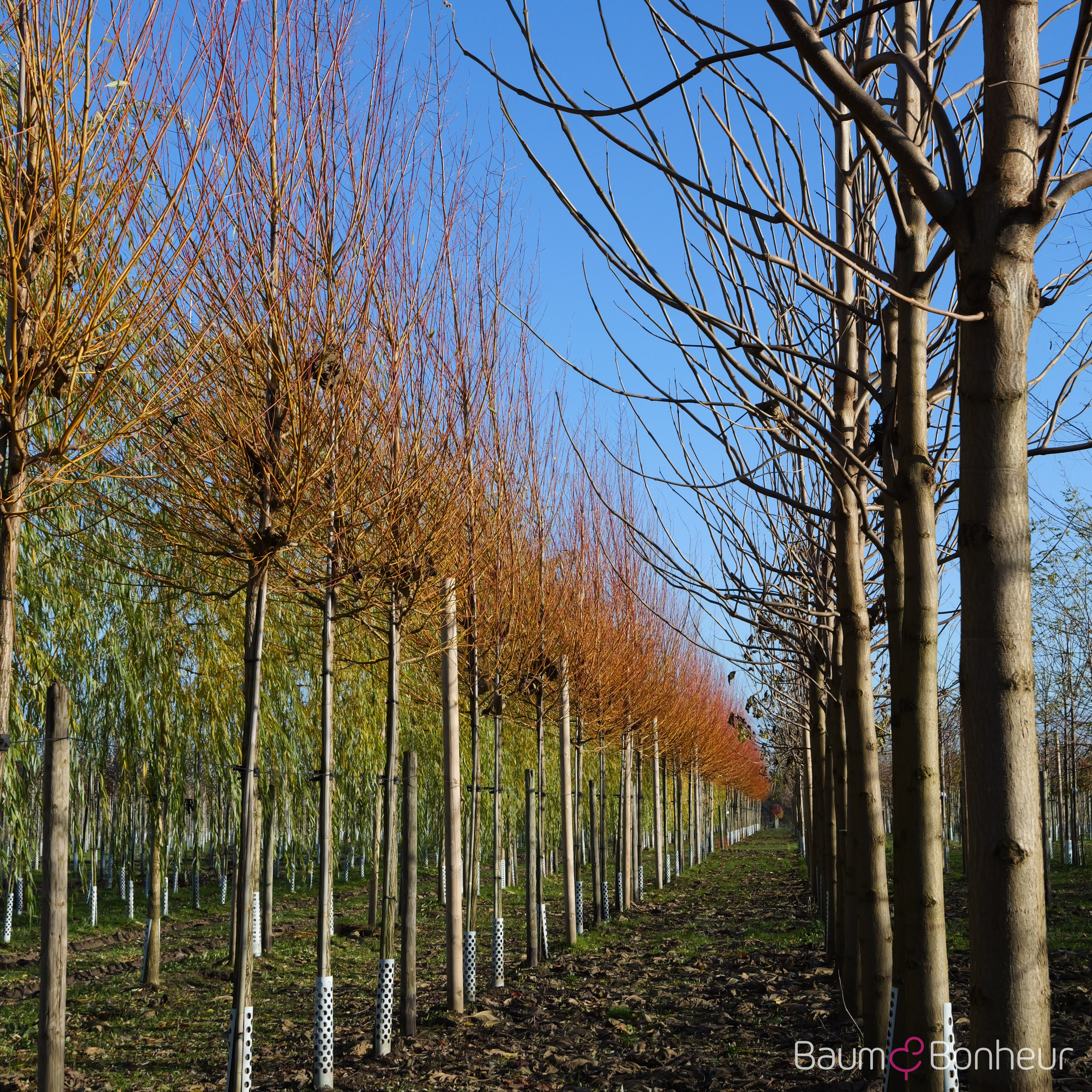 Salix alba 'Chermesina'