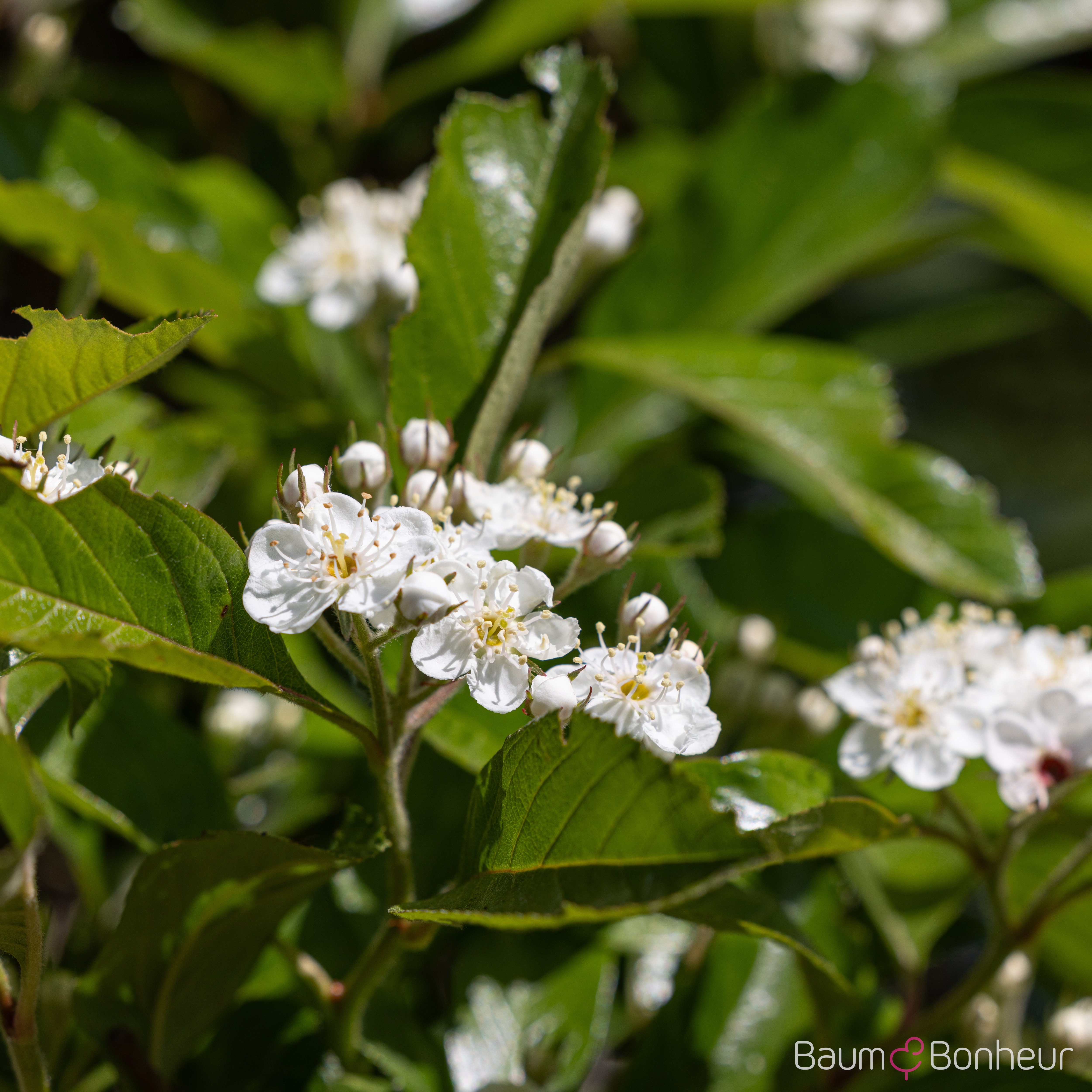Crataegus lavallei 'Carrierei'