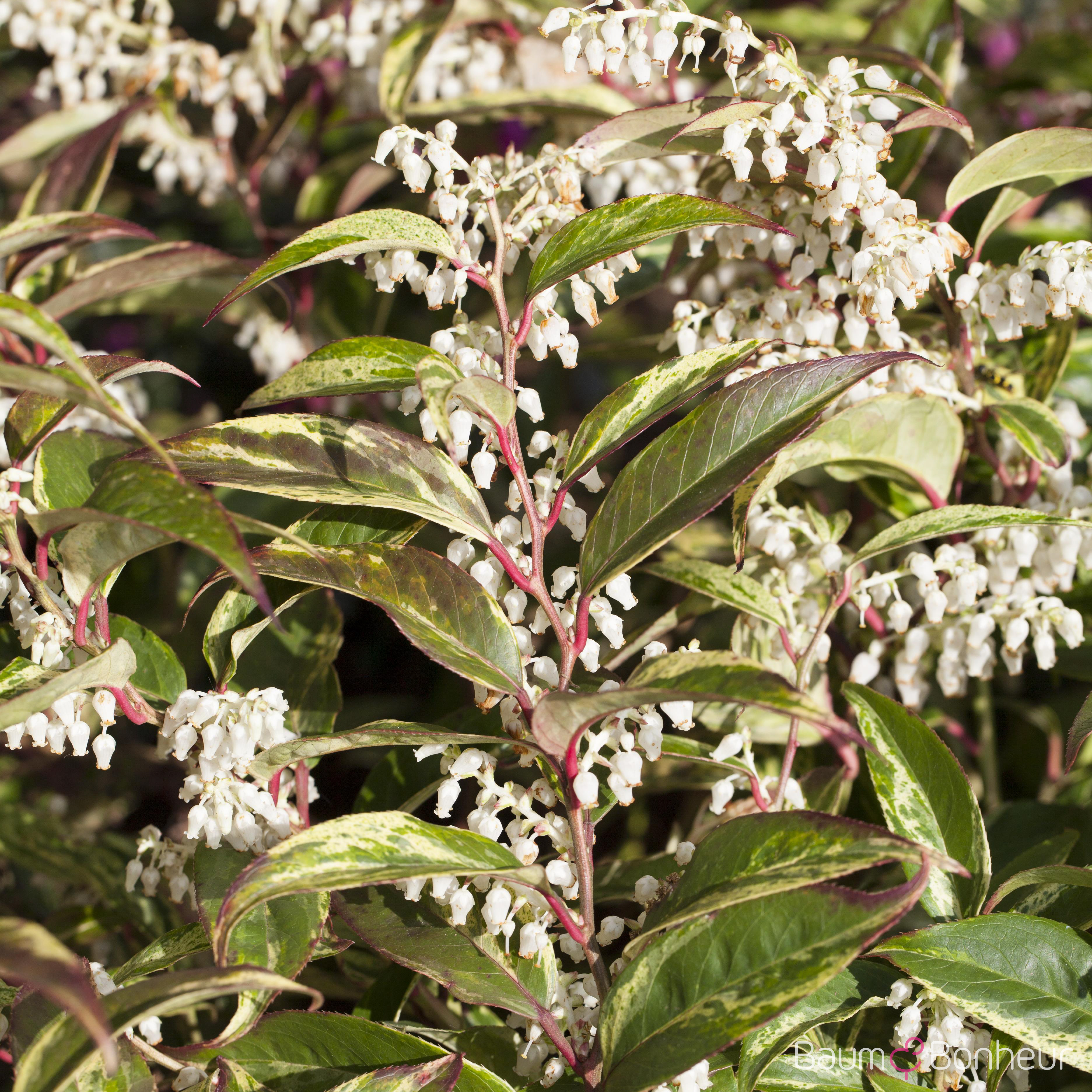 Leucothoe fontanesiana 'Rainbow'