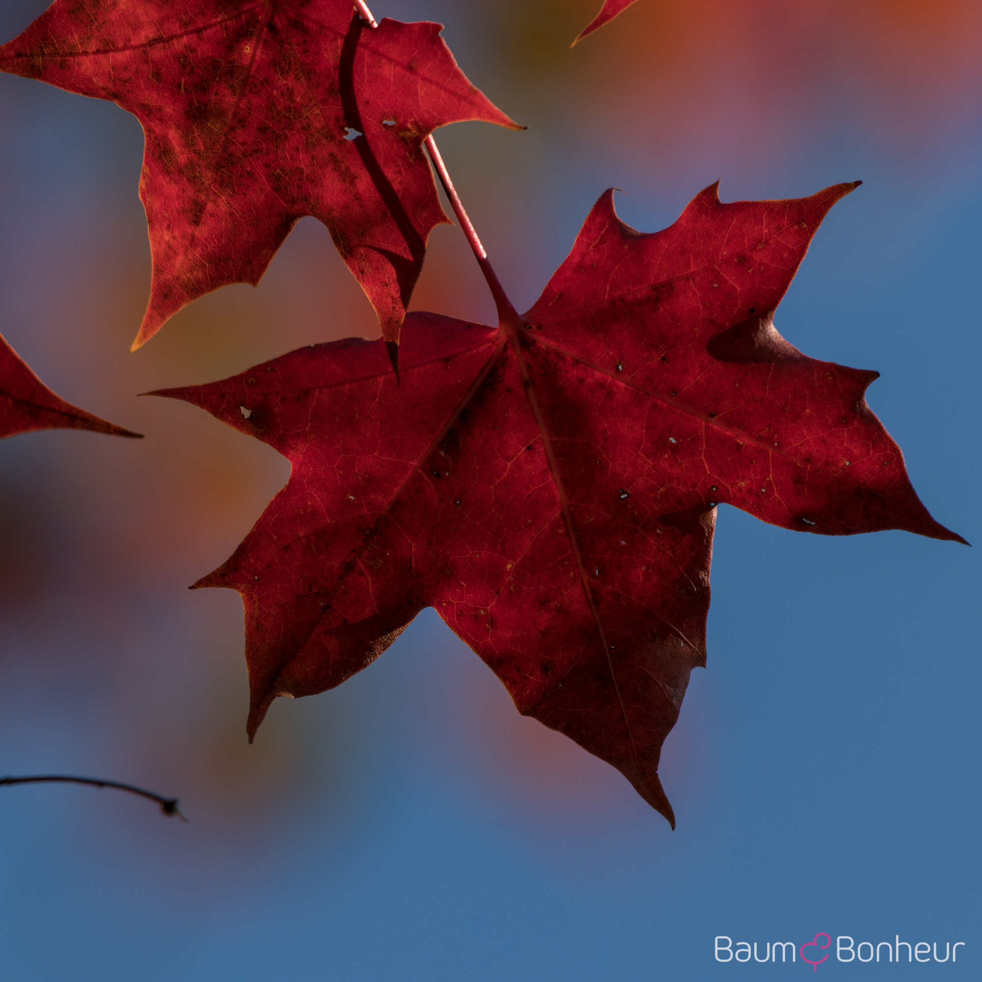 Acer truncatum 'Pacific Sunset' -R-