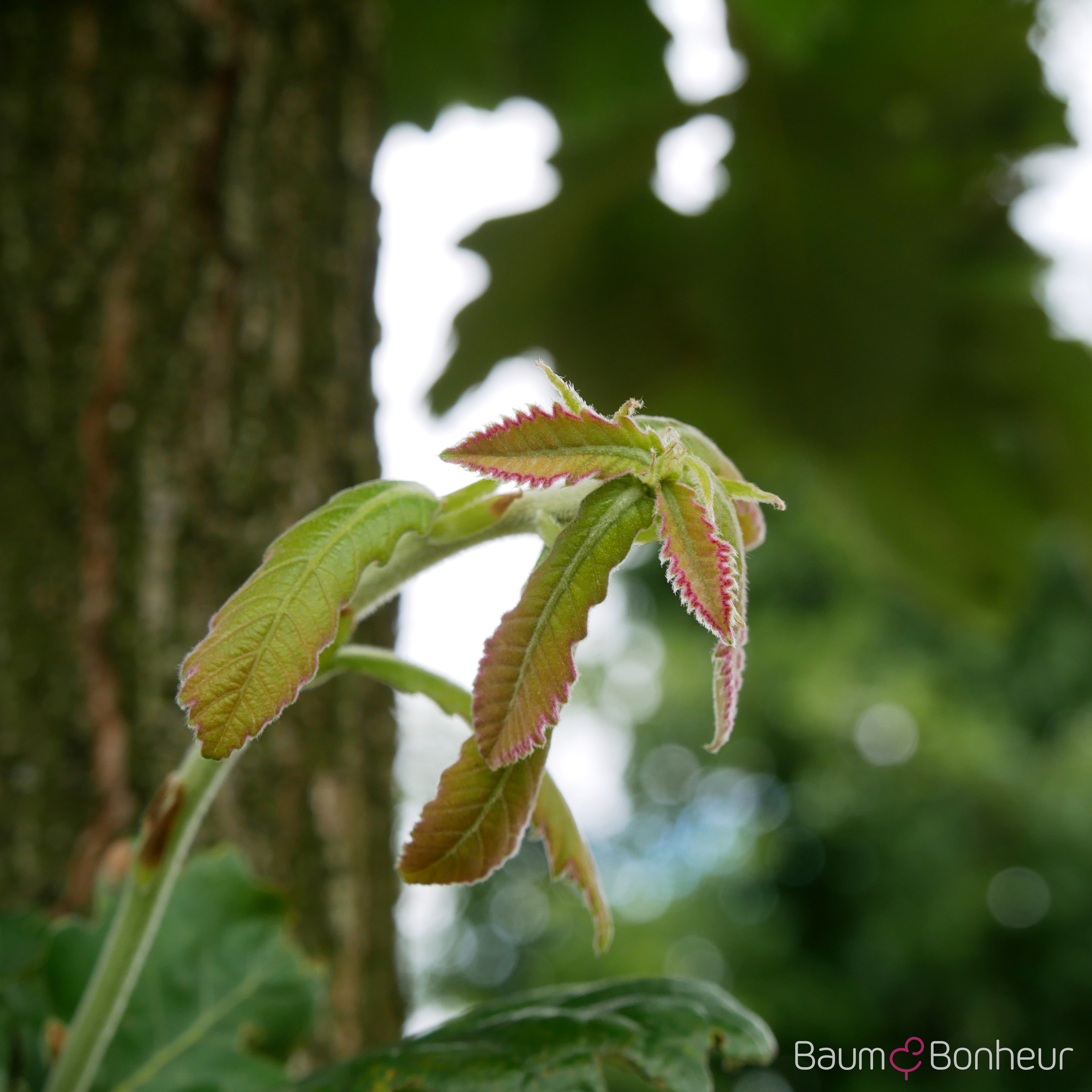 Quercus dentata 'Carl Ferris Miller'