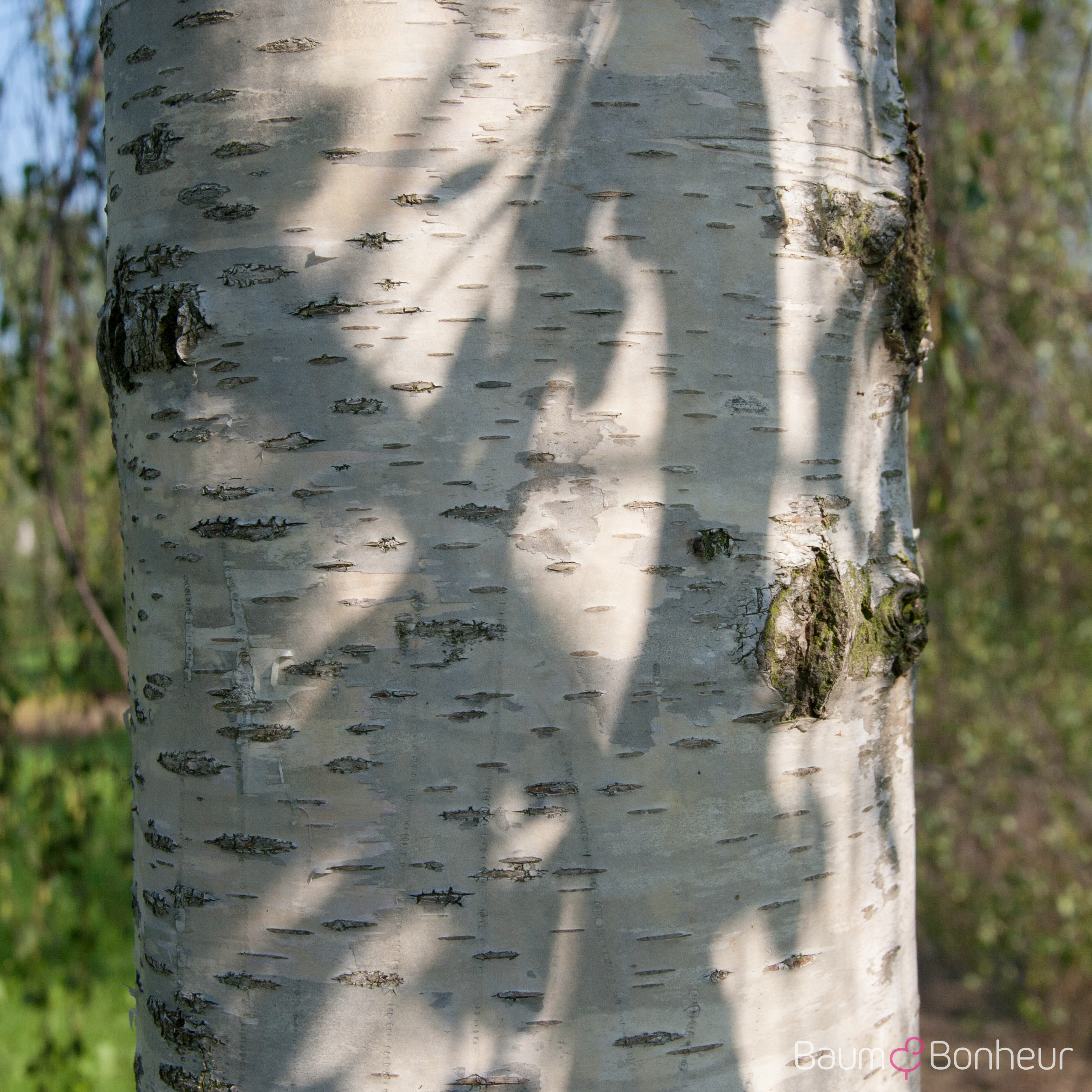 Betula pendula 'Youngii'