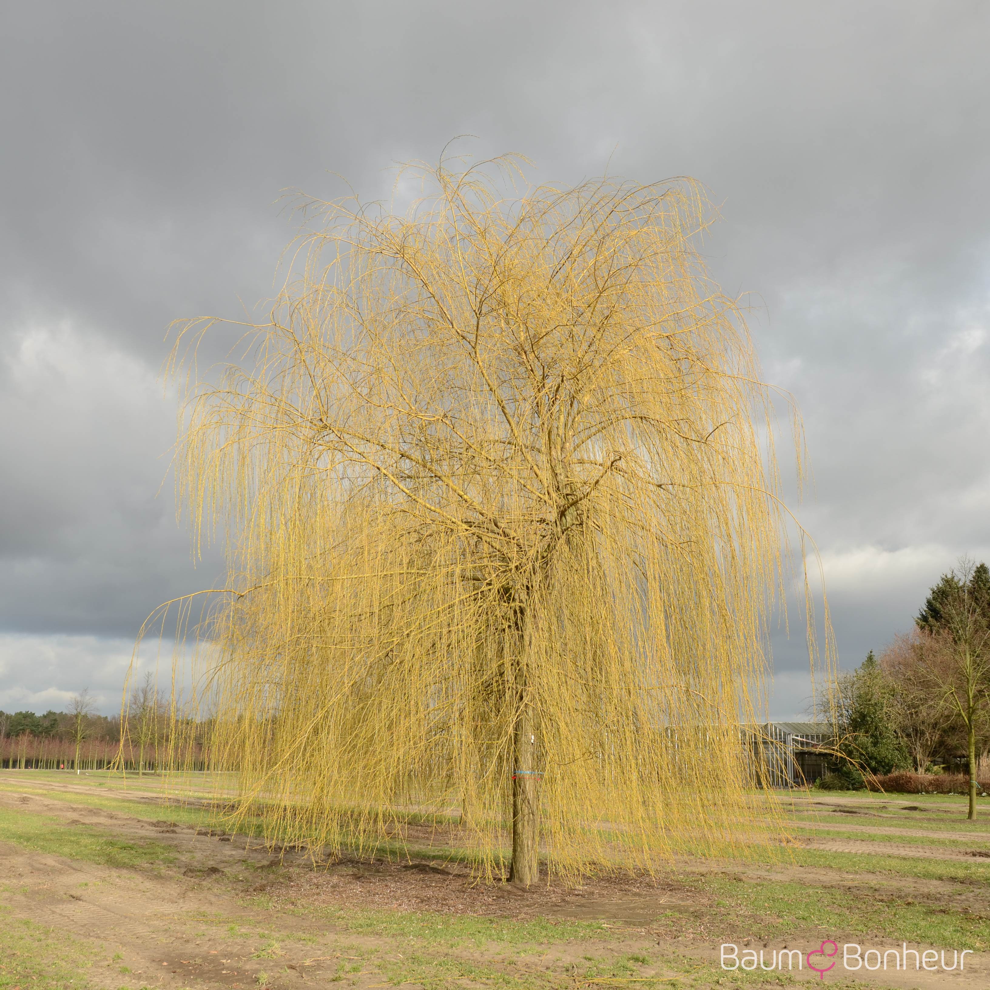 Salix alba 'Tristis'