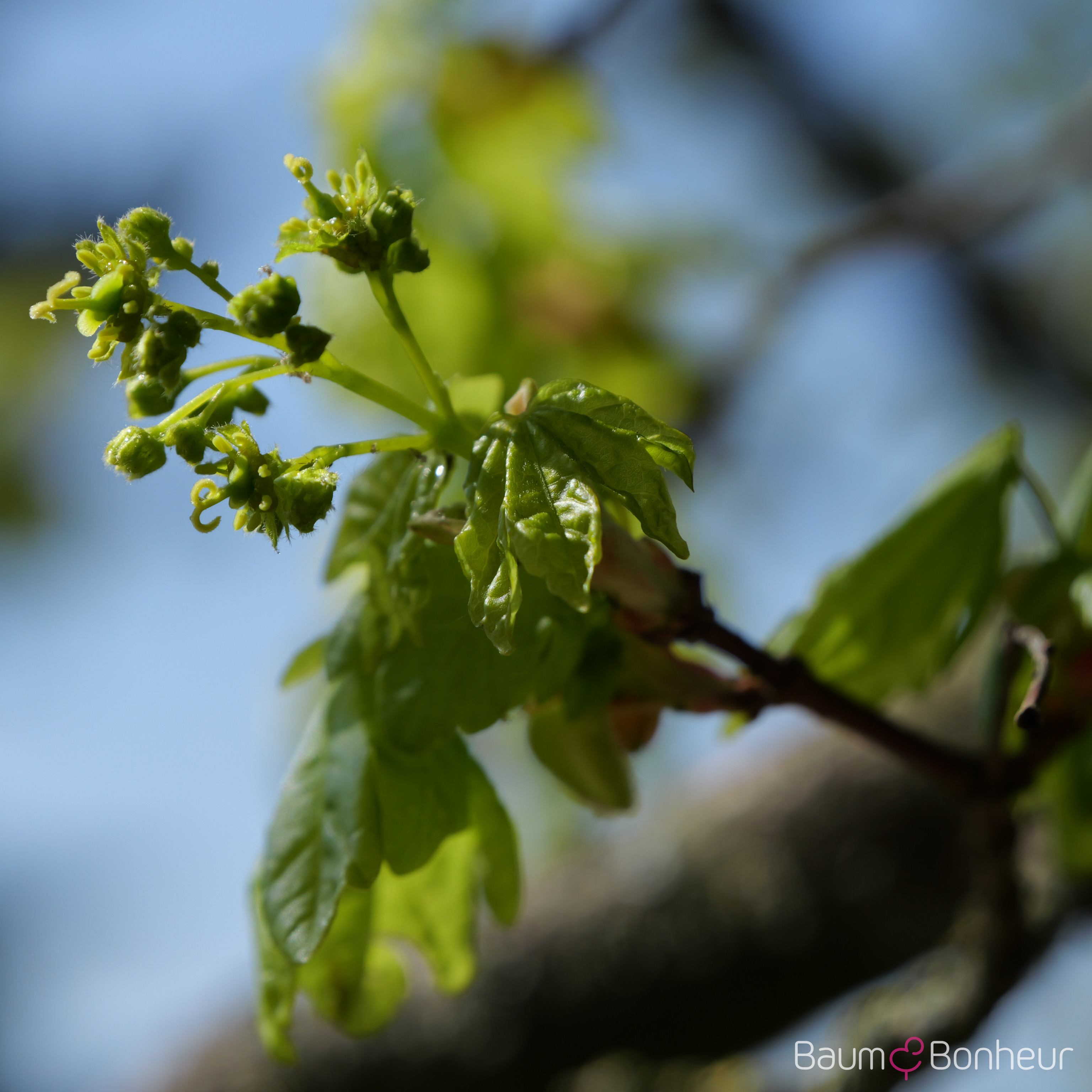 Acer campestre 'Elsrijk'