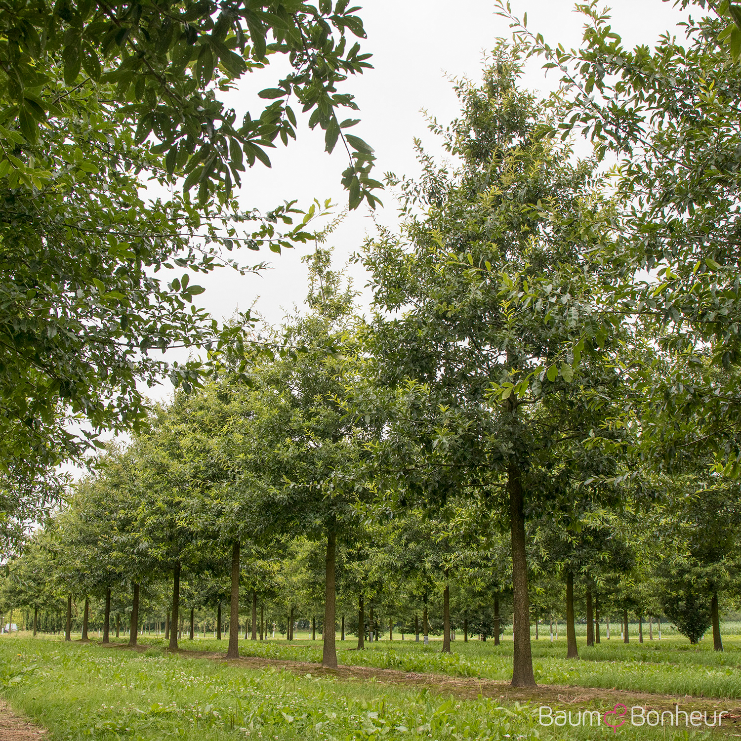 Quercus imbricaria
