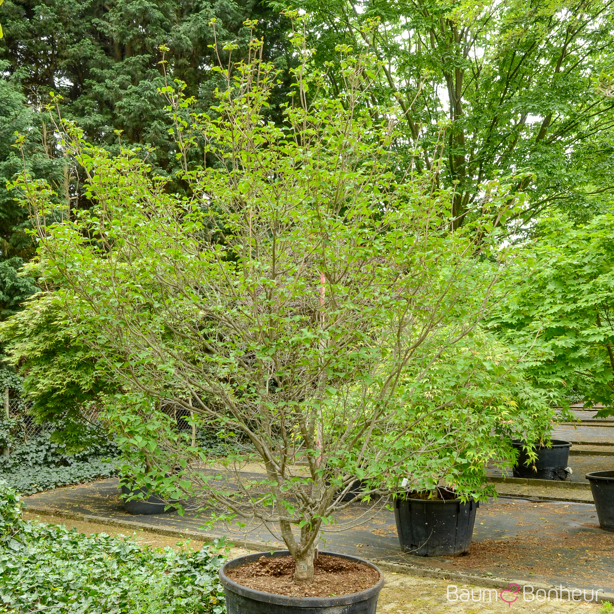 Cornus kousa 'Satomi'