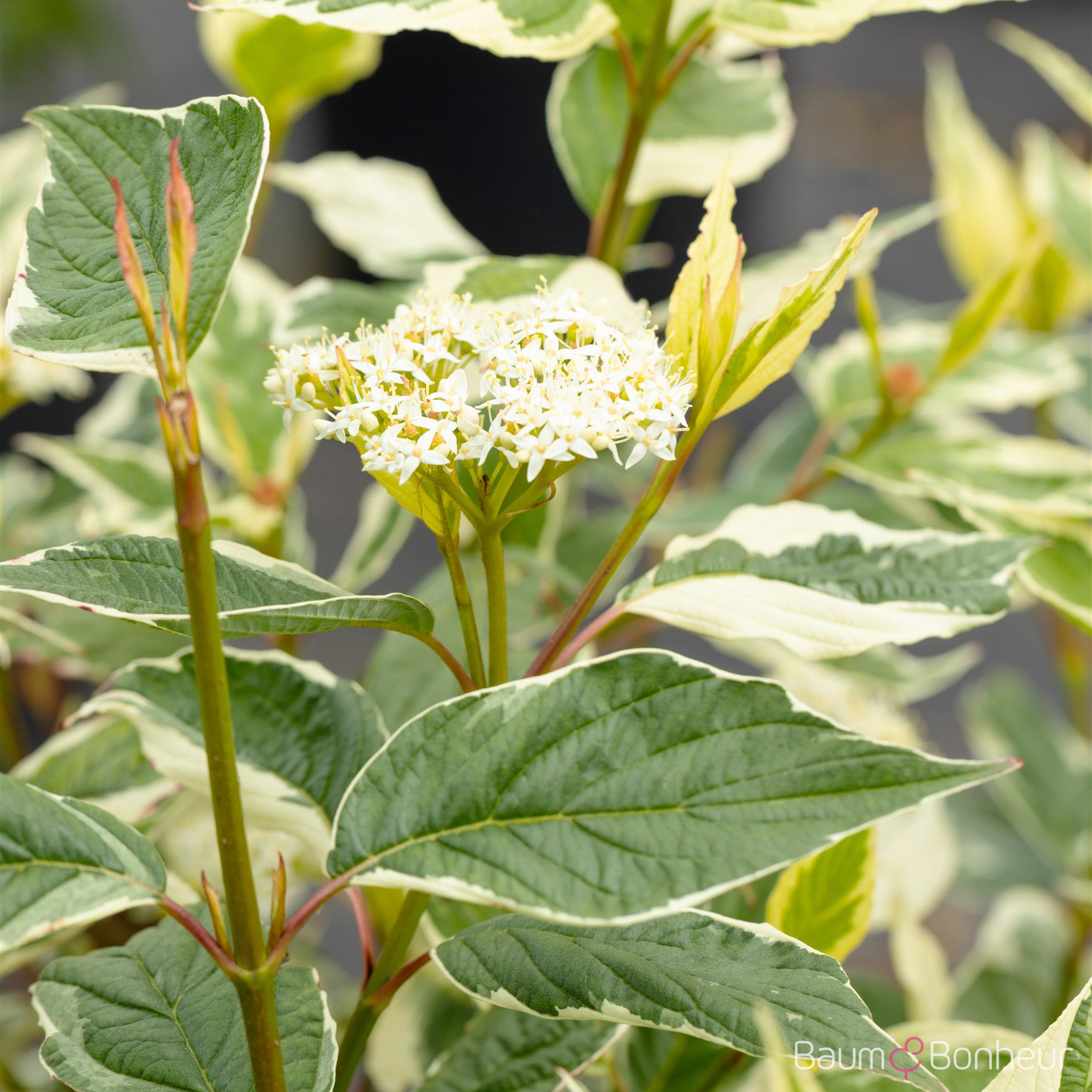 Cornus alba 'Sibirica Variegata'