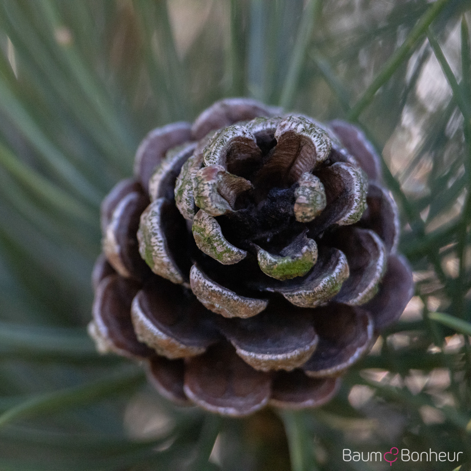 Pinus nigra subsp. nigra