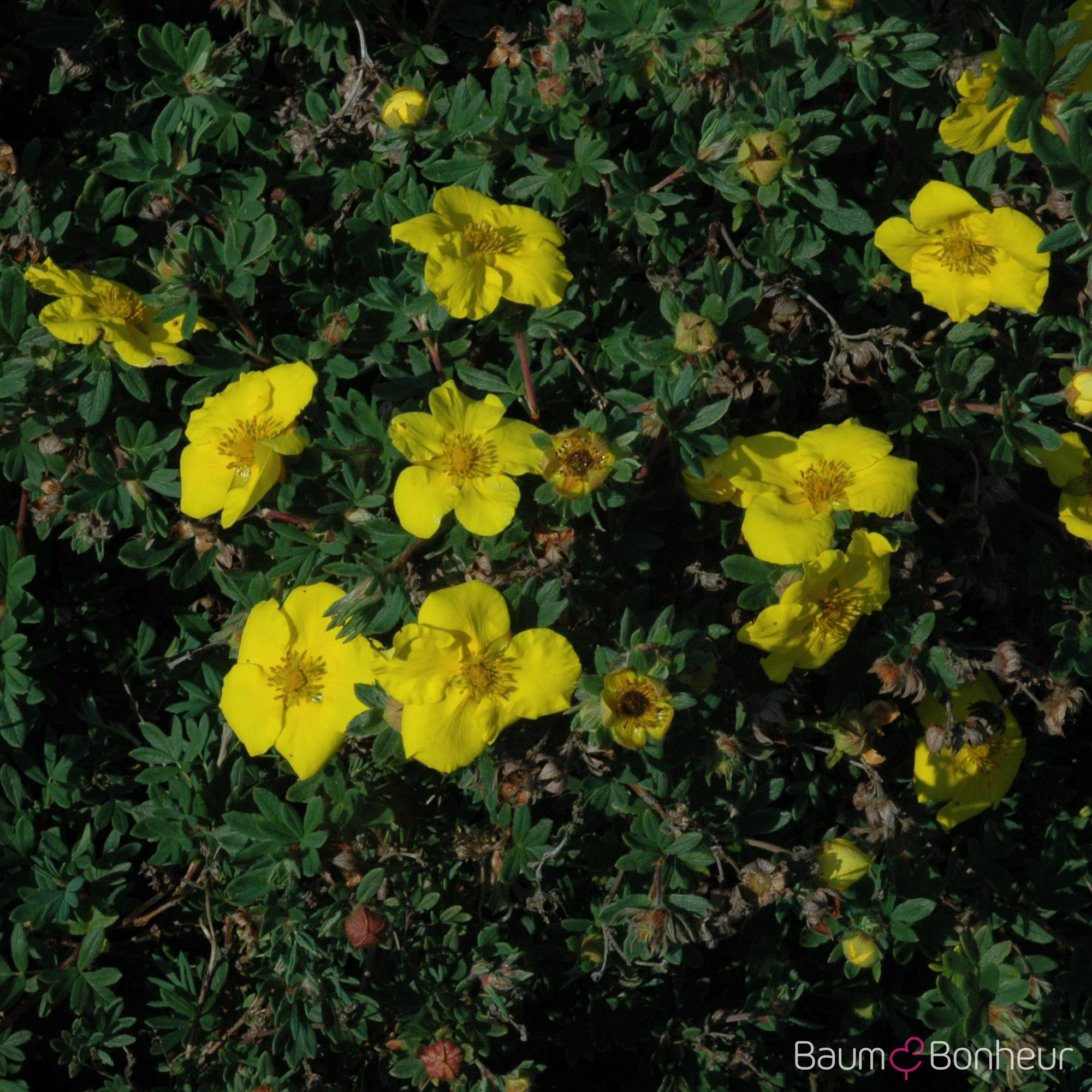 Potentilla fruticosa 'Goldteppich'