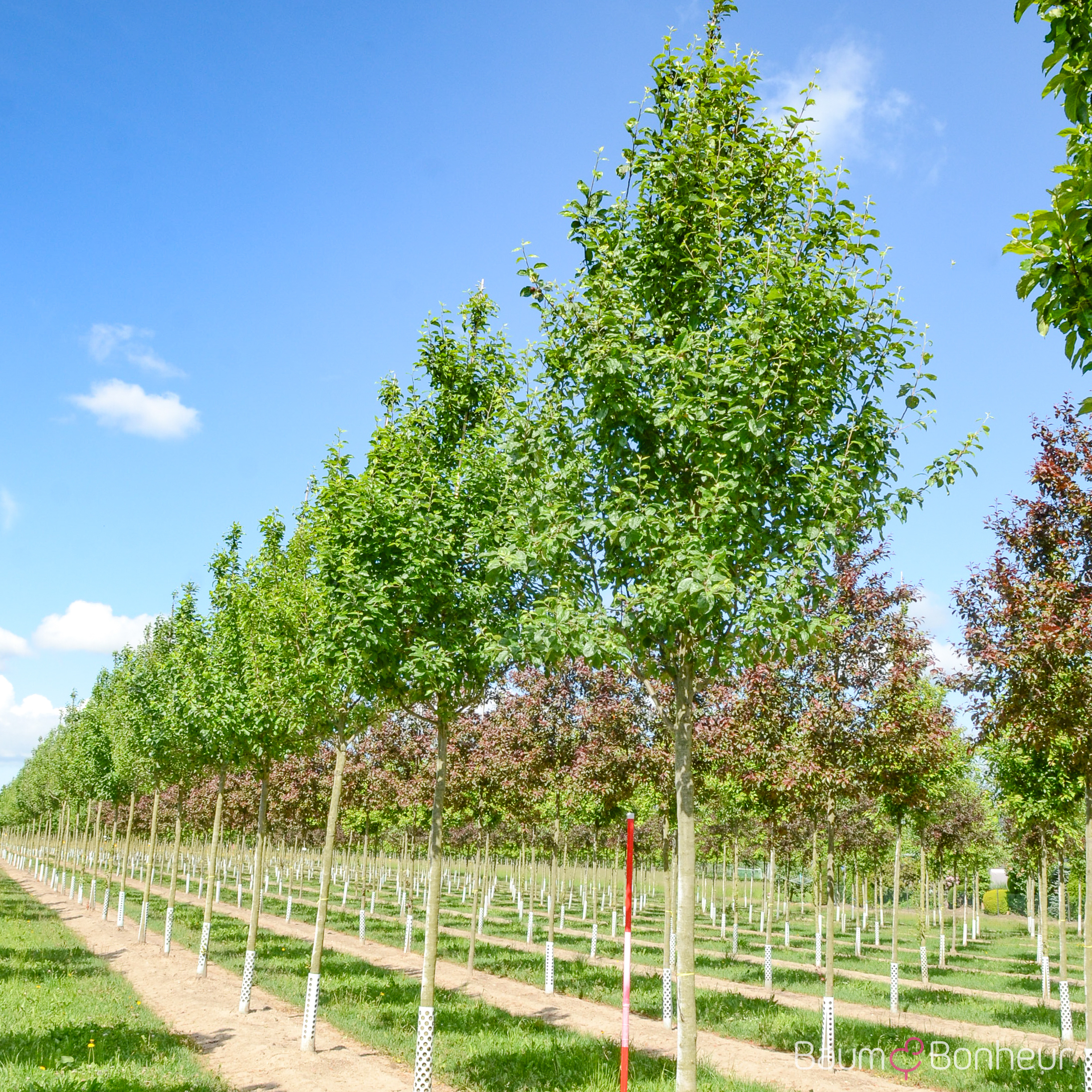Malus 'Bittenfelder'