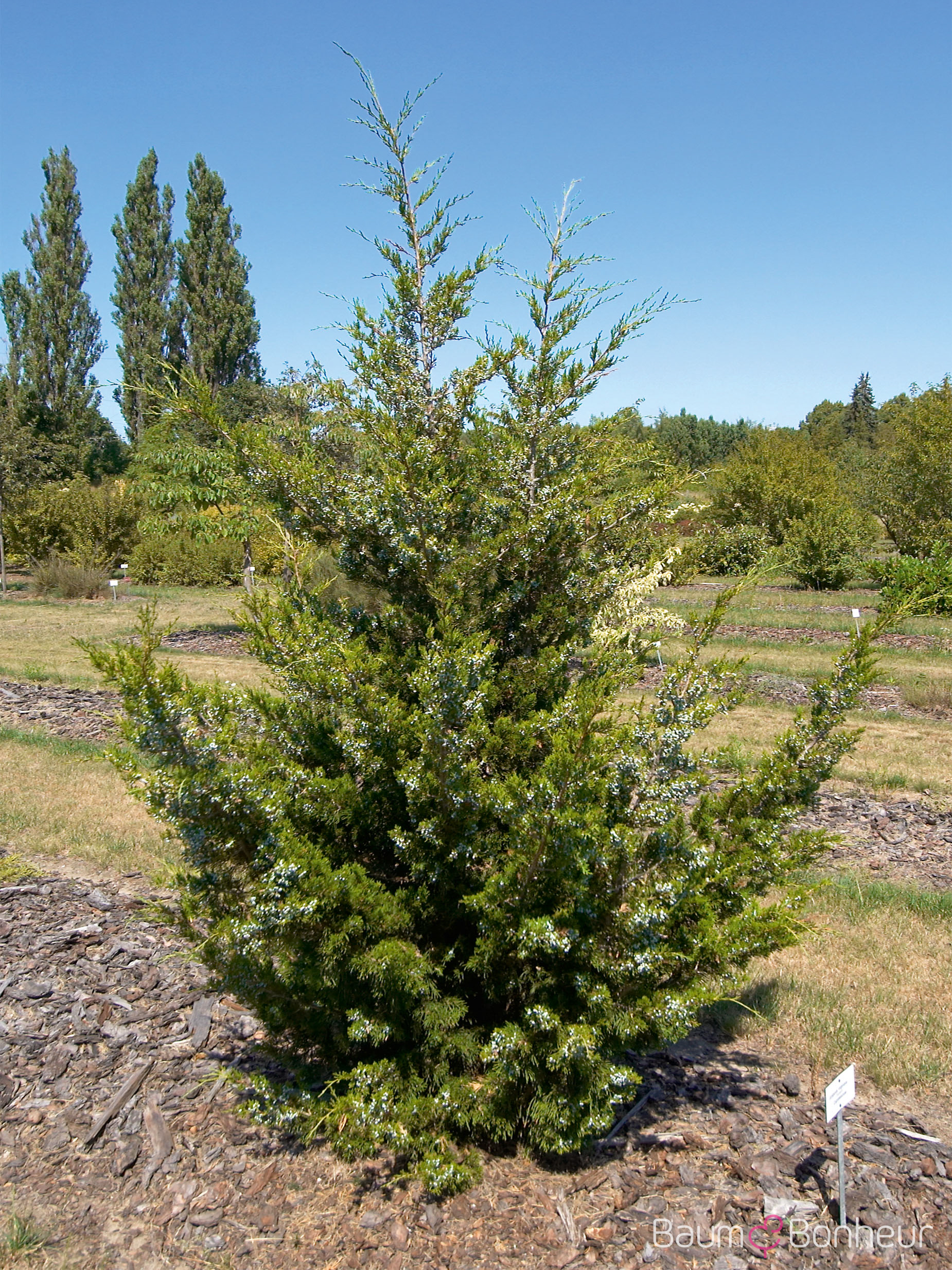Juniperus virginiana 'Canaertii'