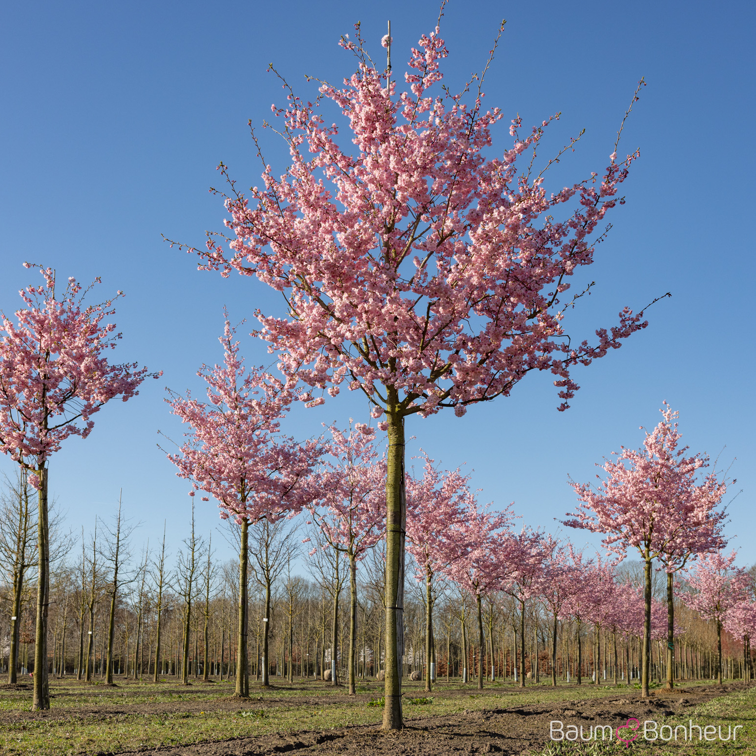 Prunus subhirtella 'Accolade'