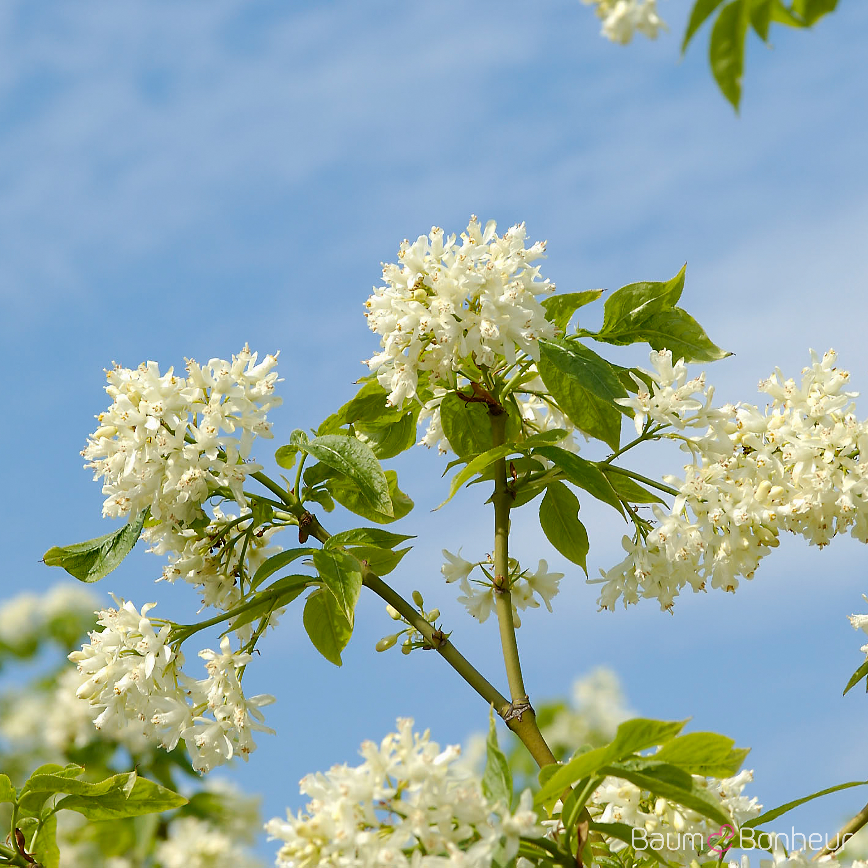 Staphylea colchica
