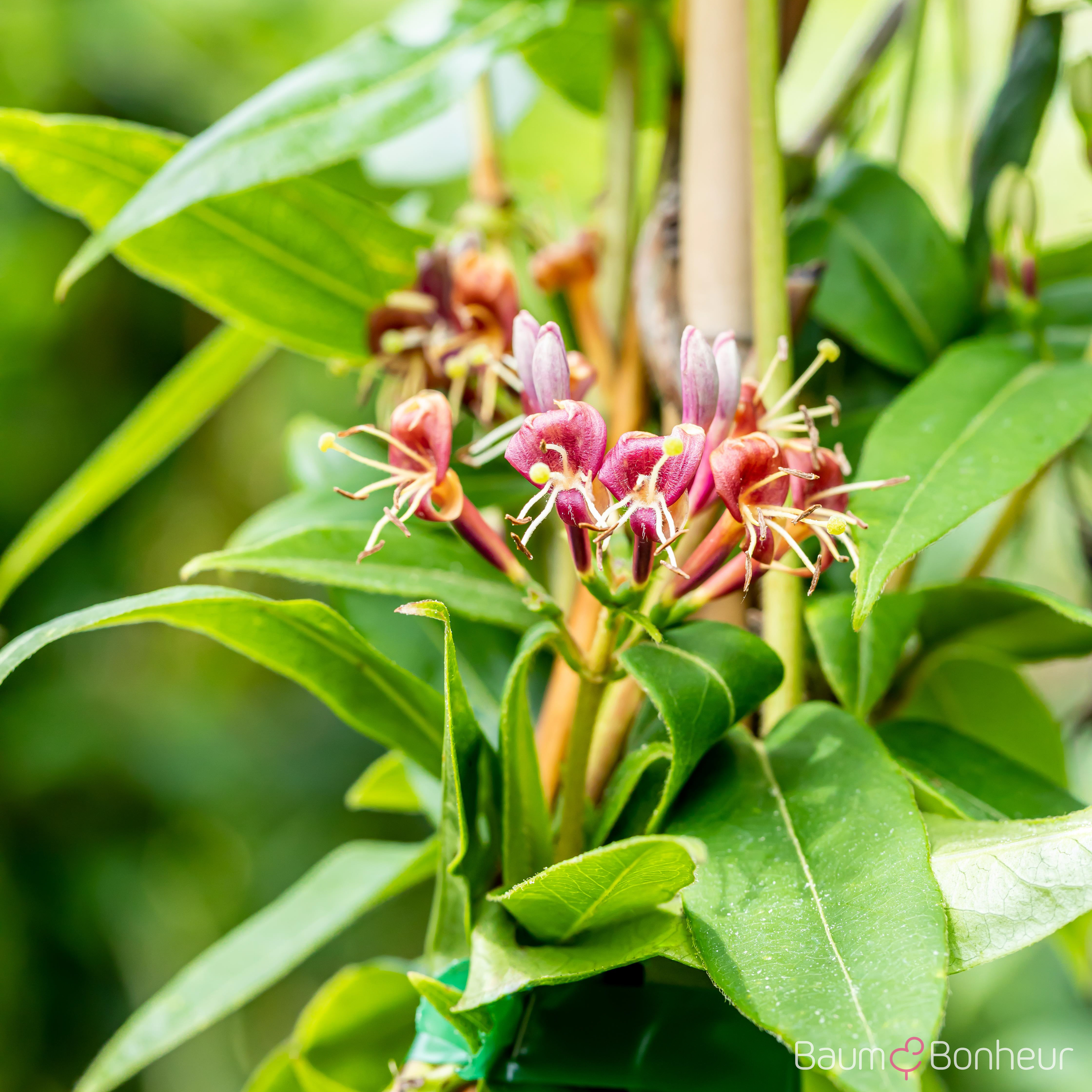 Lonicera henryi