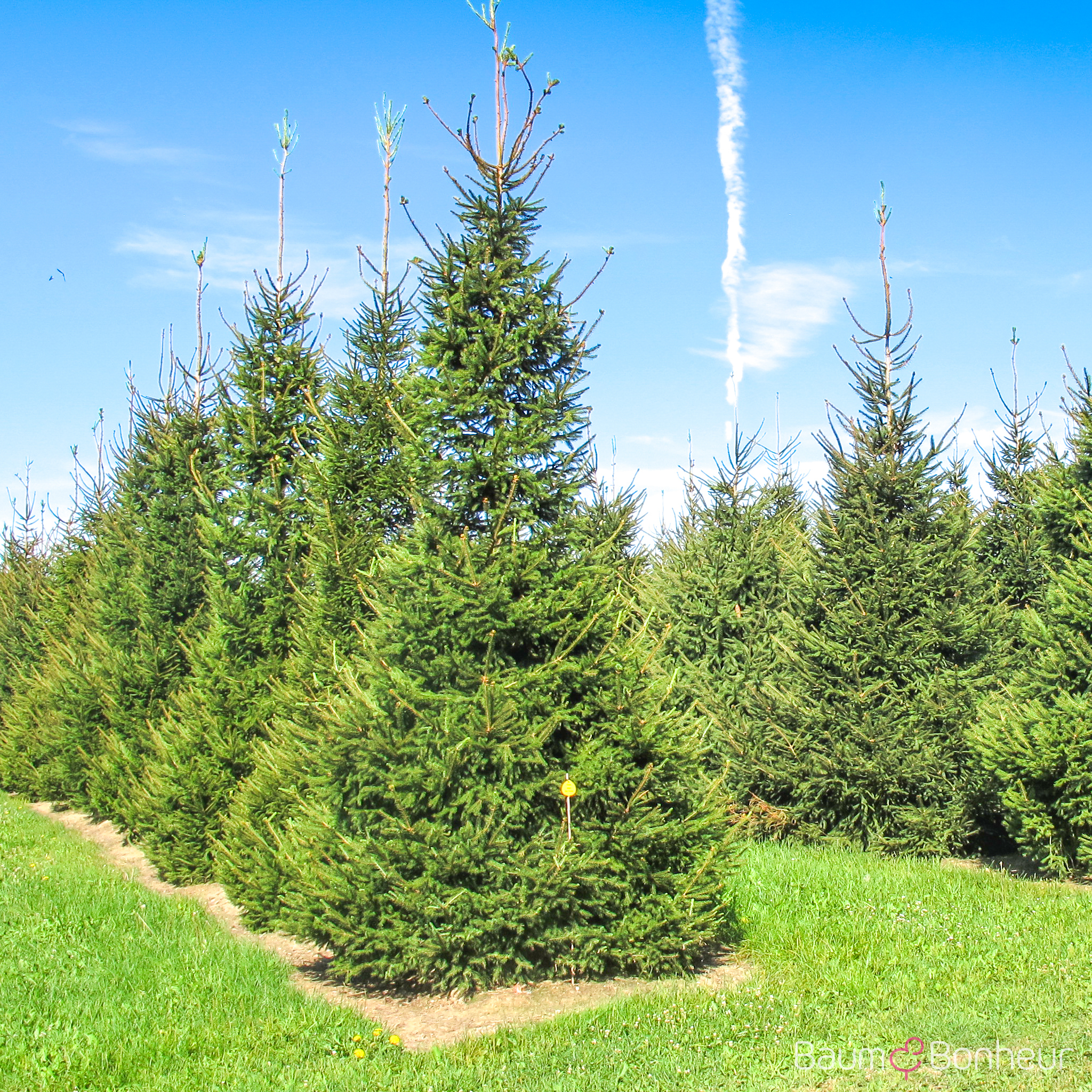 Picea abies