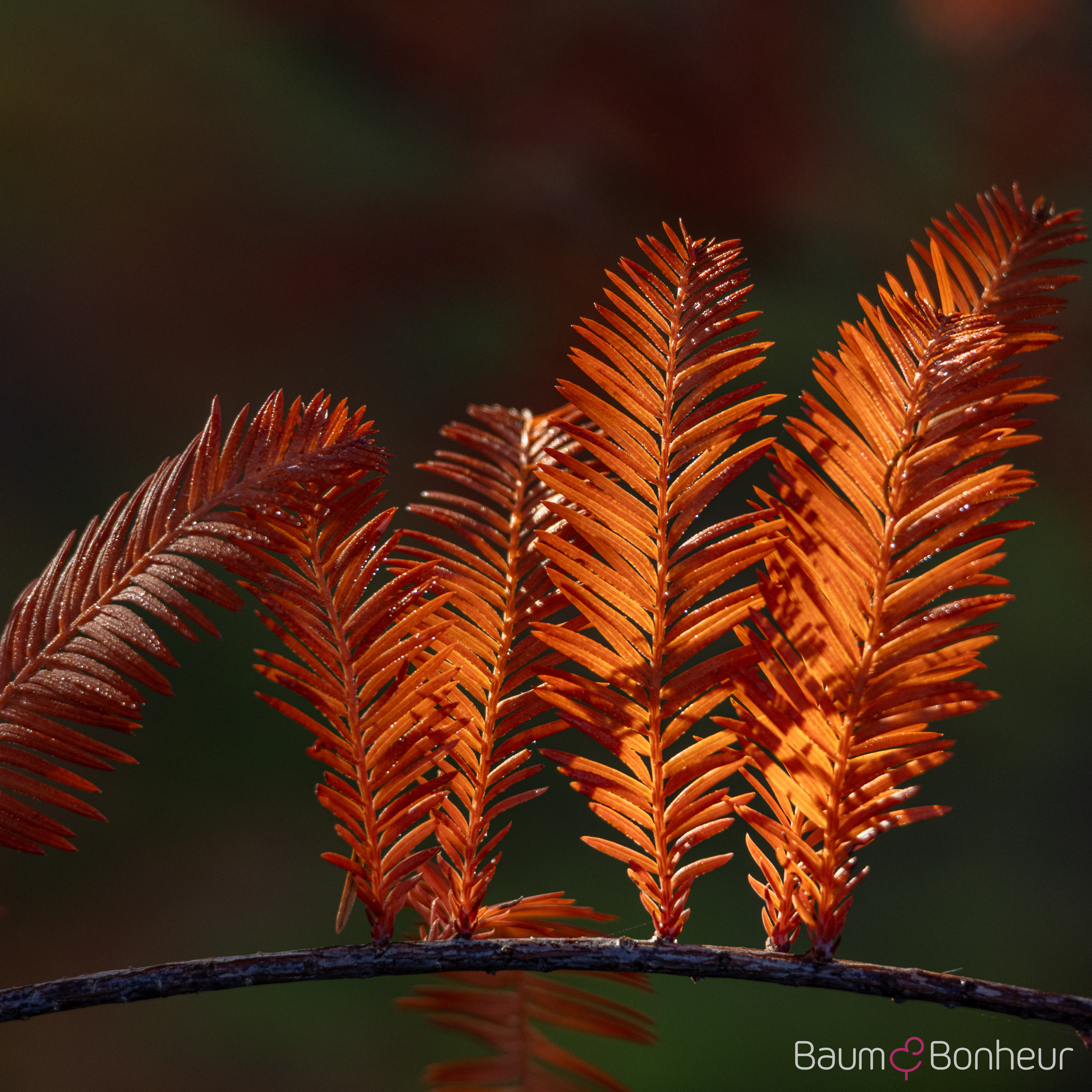 Taxodium distichum