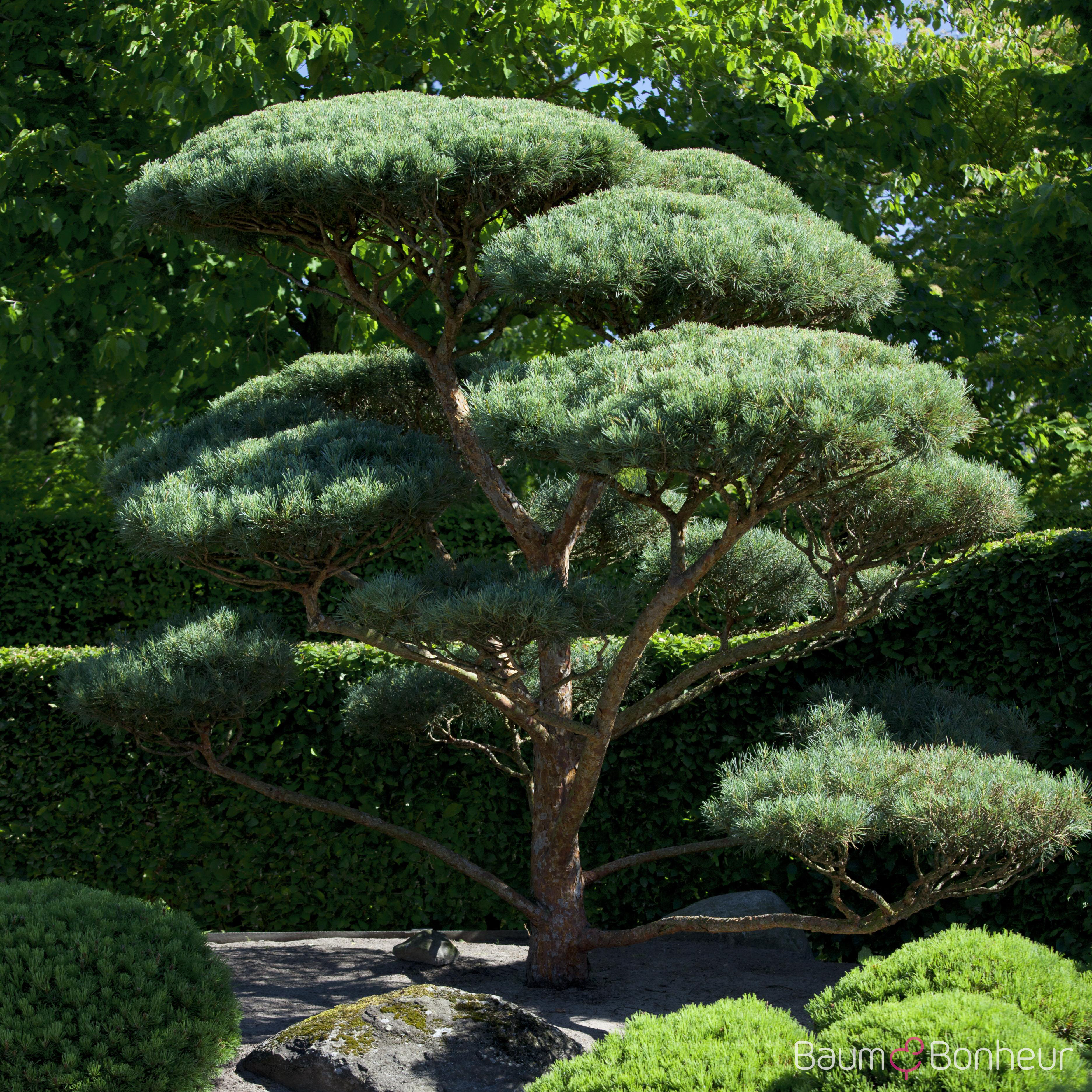 Pinus sylvestris 'Glauca'