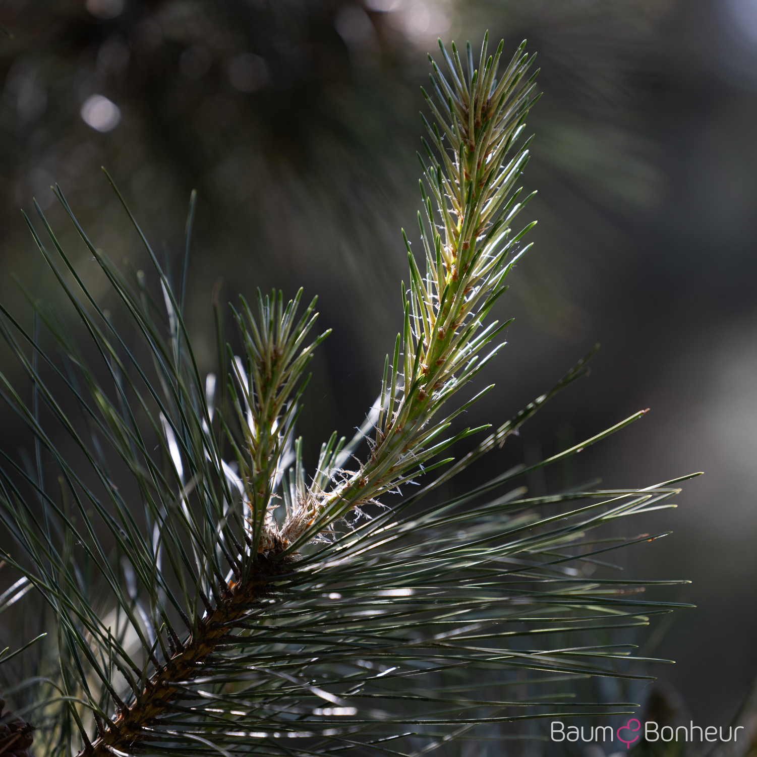 Pinus nigra laricio