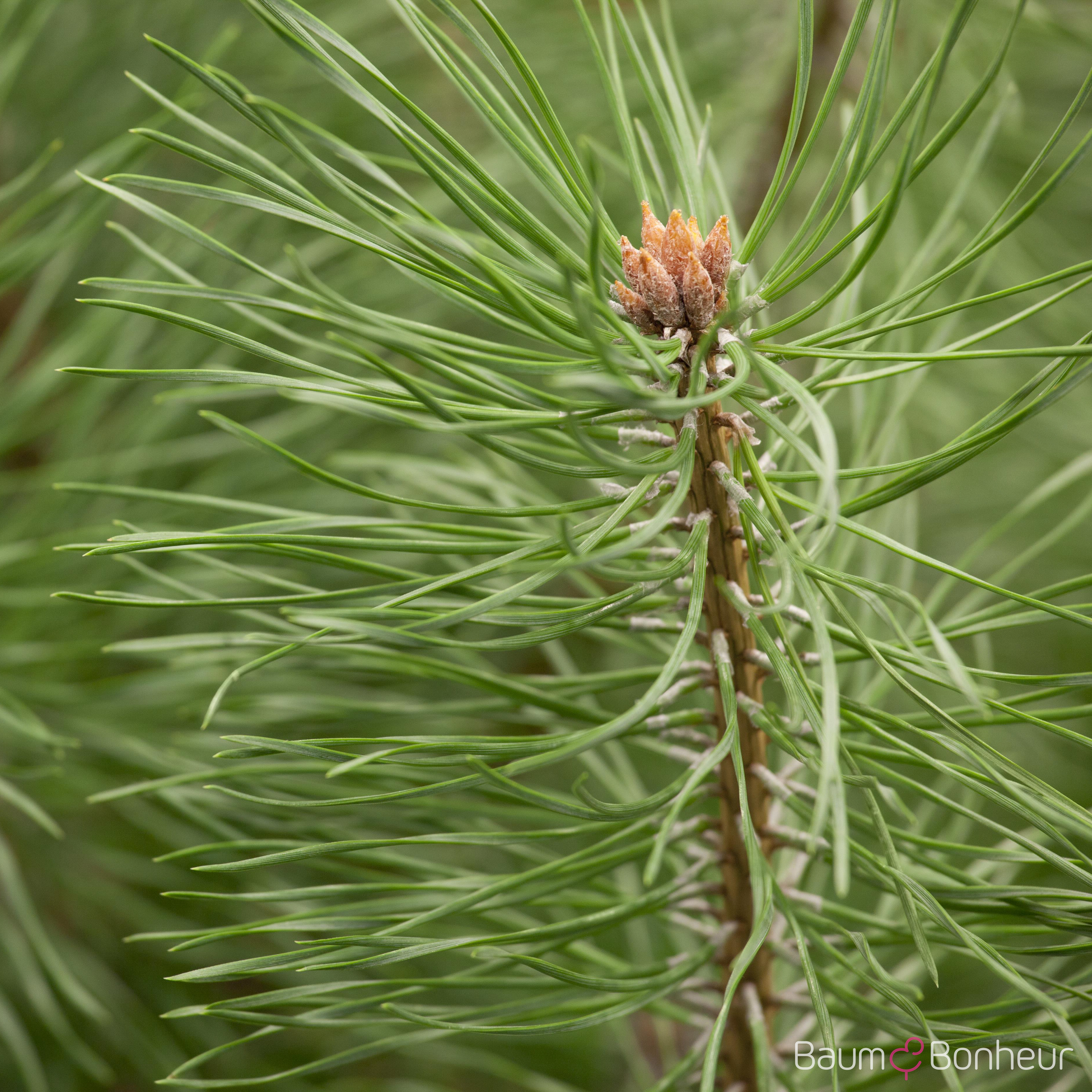 Pinus sylvestris 'Norske Typ'