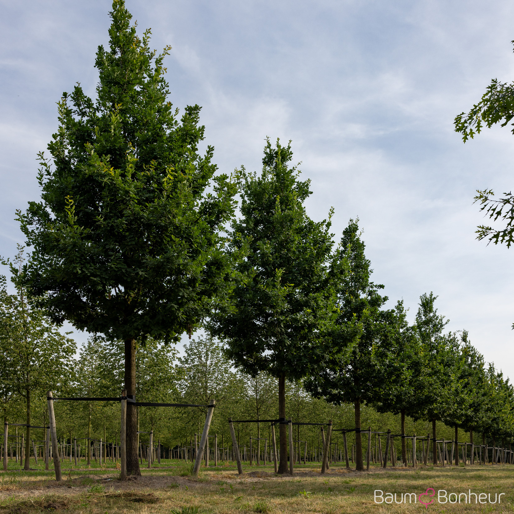 Quercus robur
