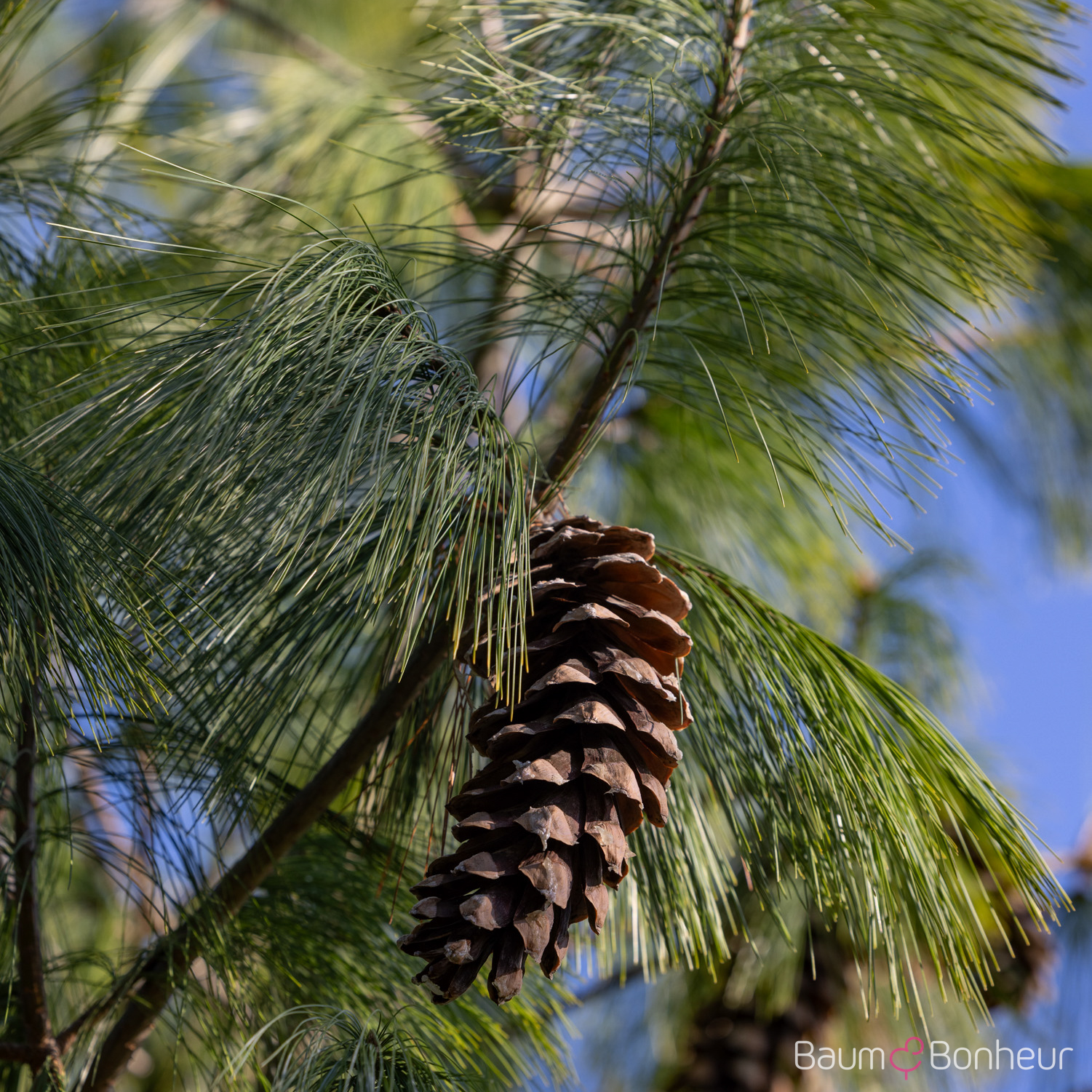 Pinus wallichiana