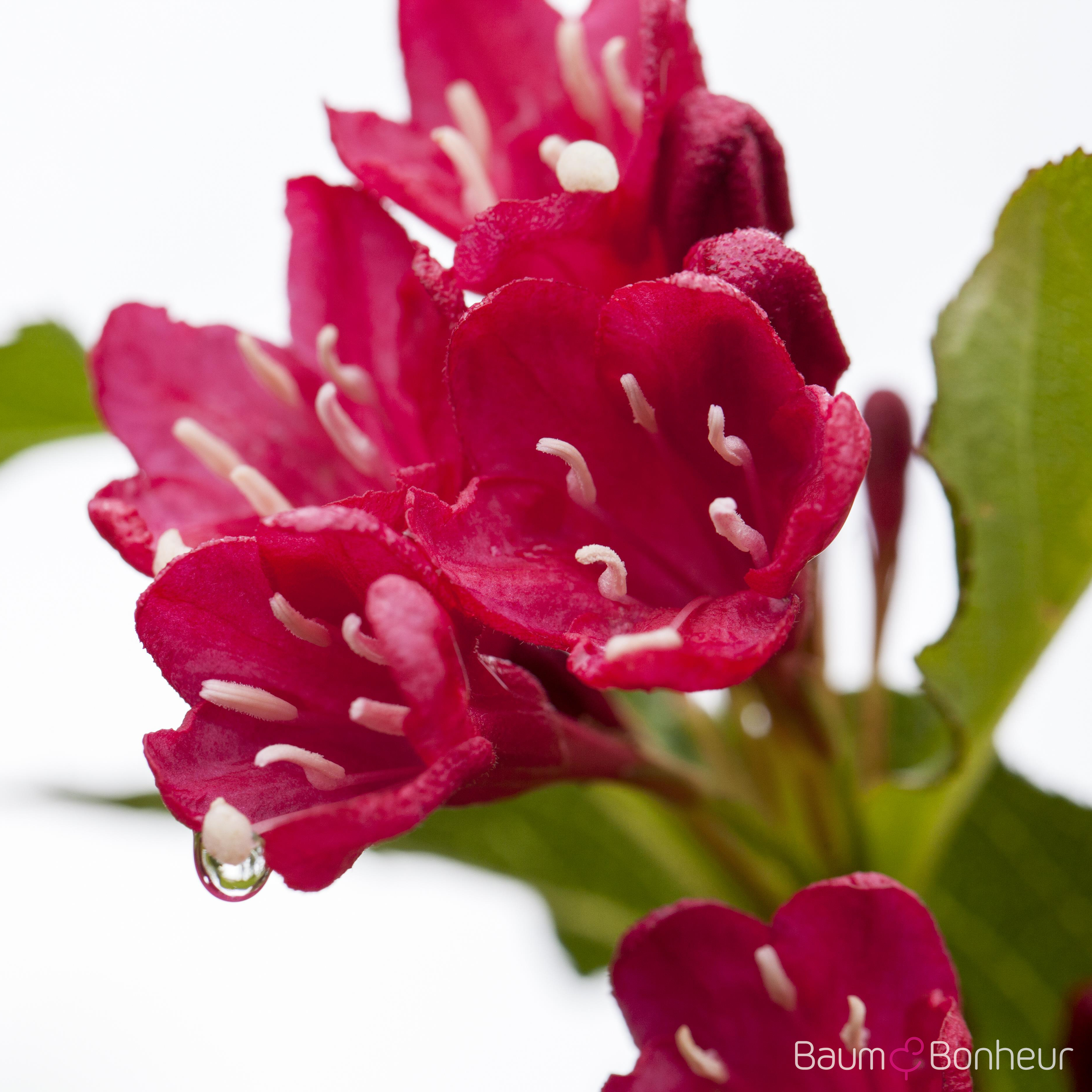 Weigela 'Red Prince'