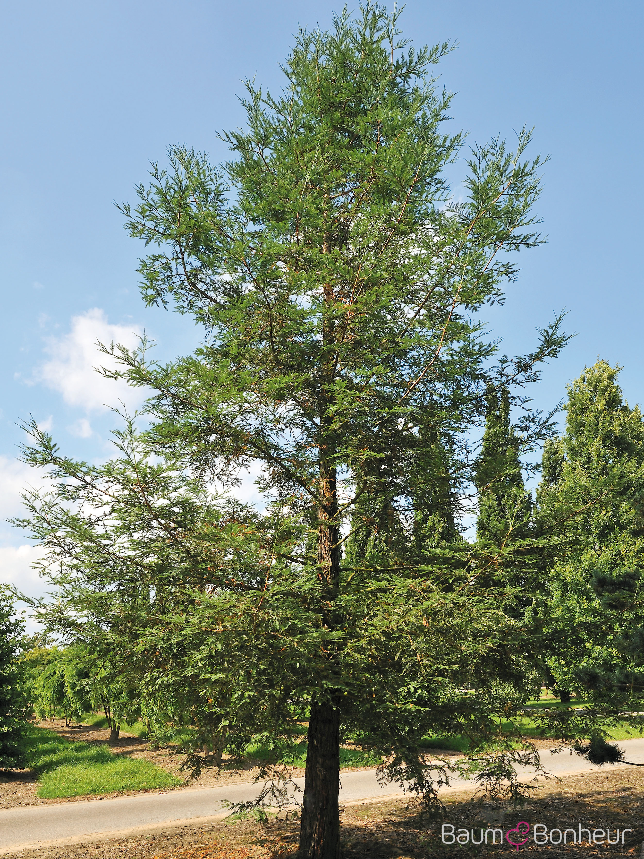Sequoia sempervirens