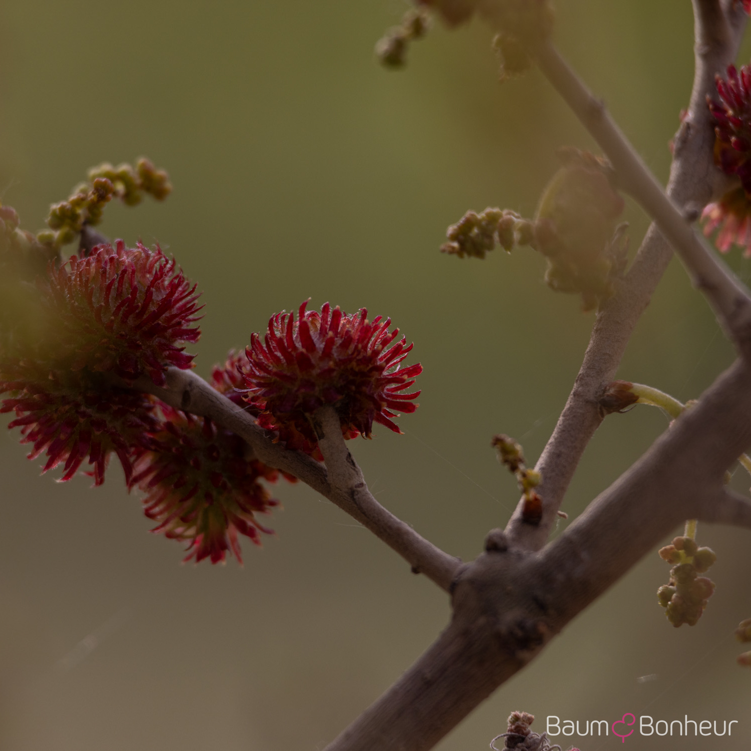 Quercus hispanica 'Fulhamensis'
