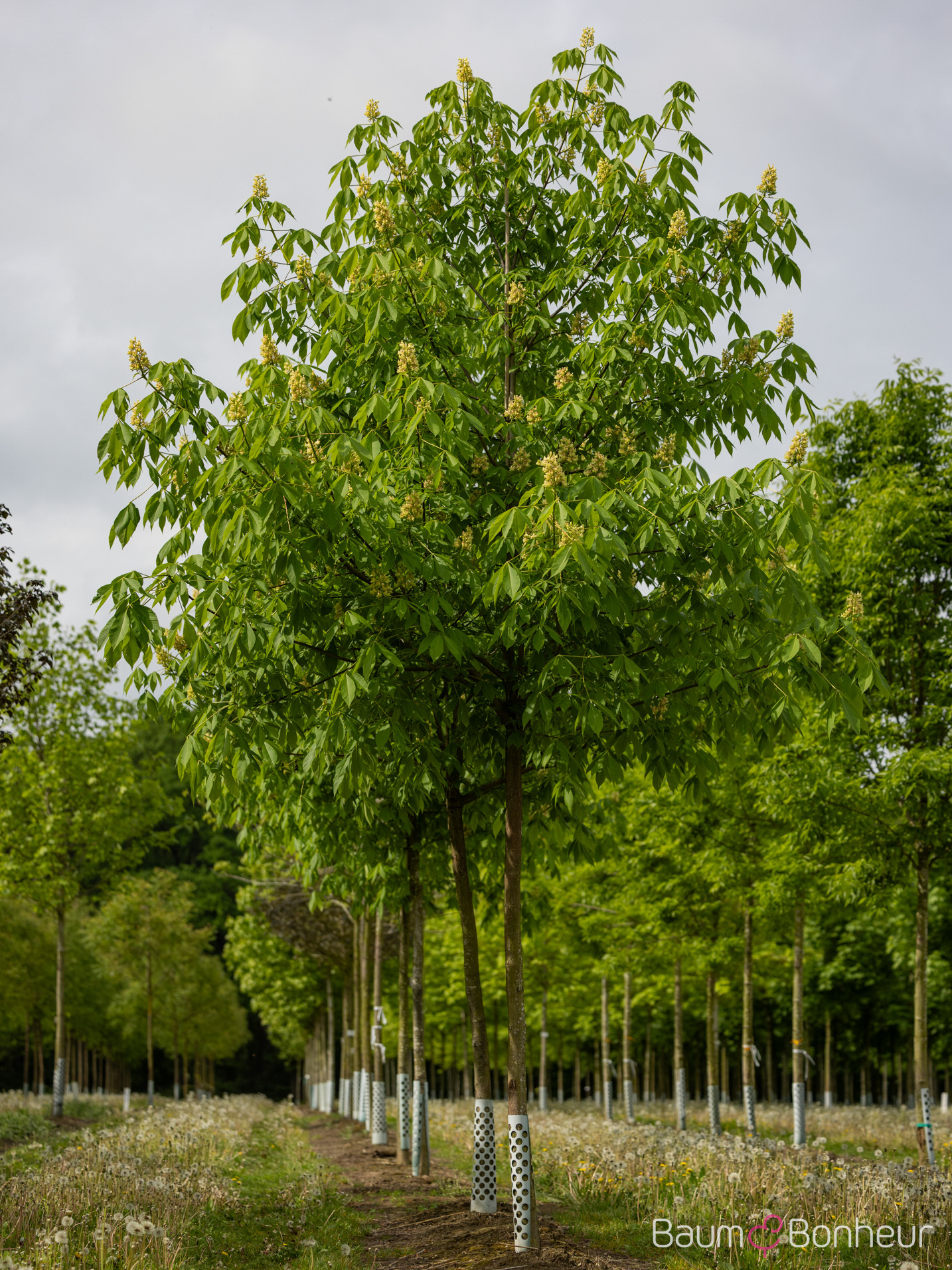 Aesculus flava 'Vestita'