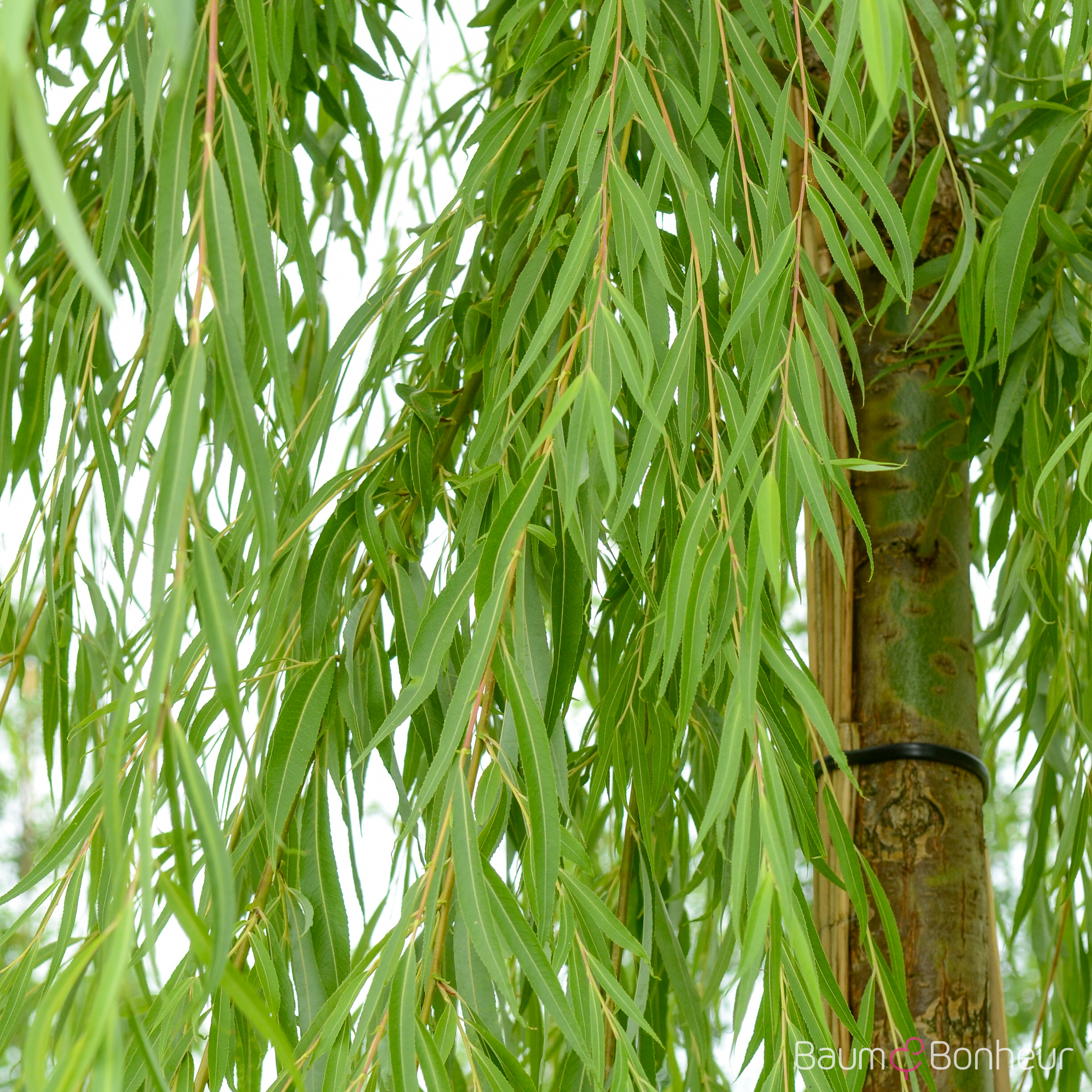 Salix babylonica