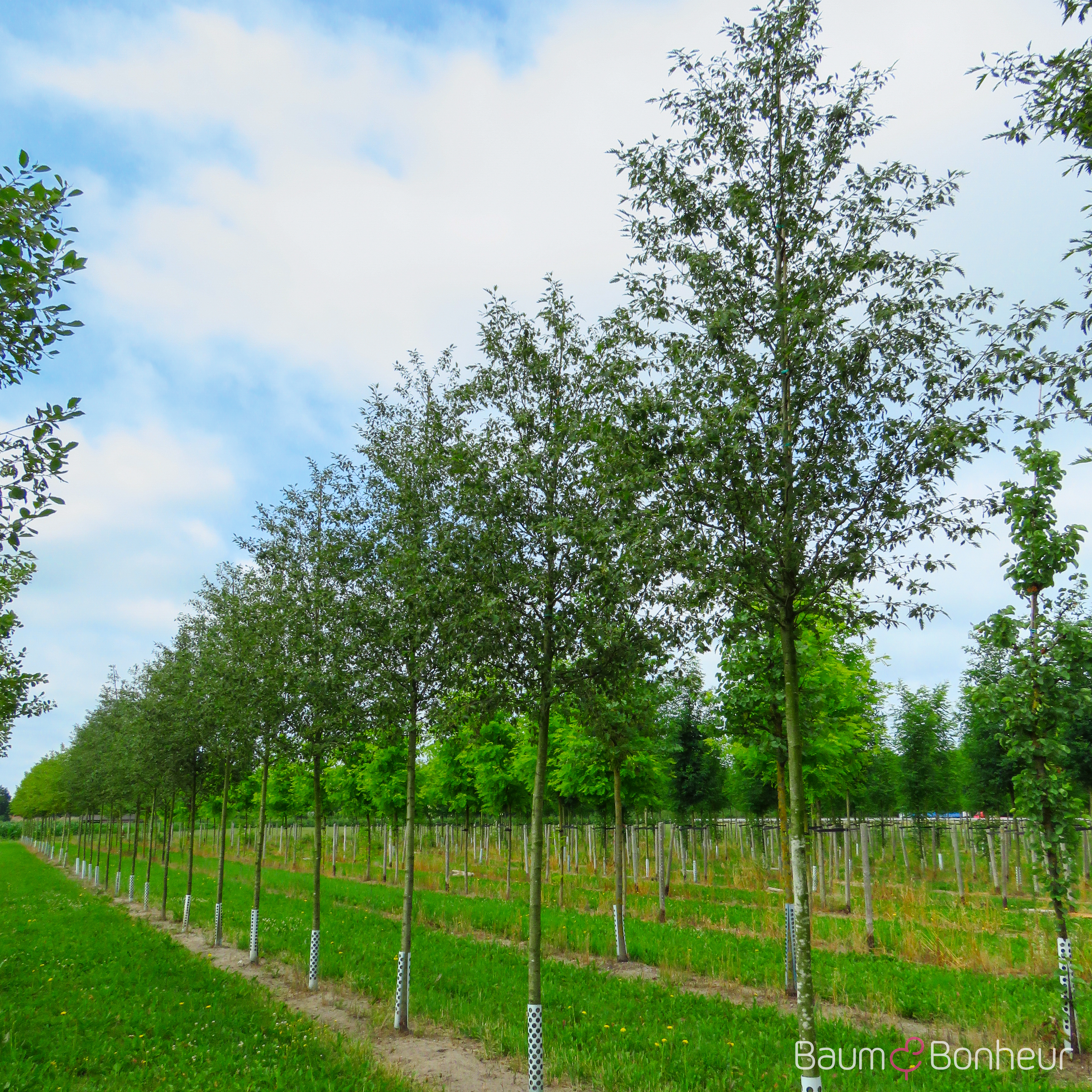 Alnus incana 'Laciniata'