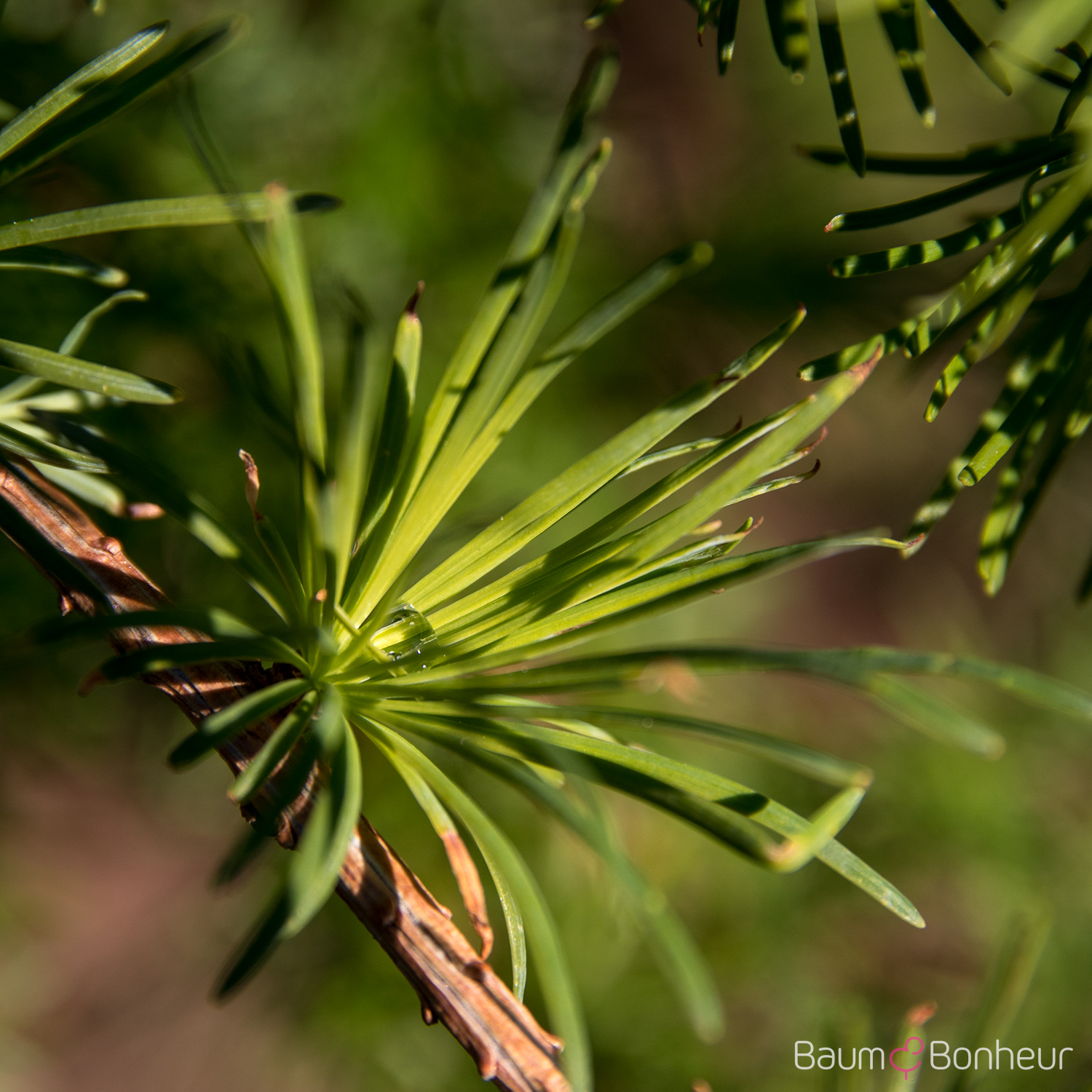 Larix kaempferi