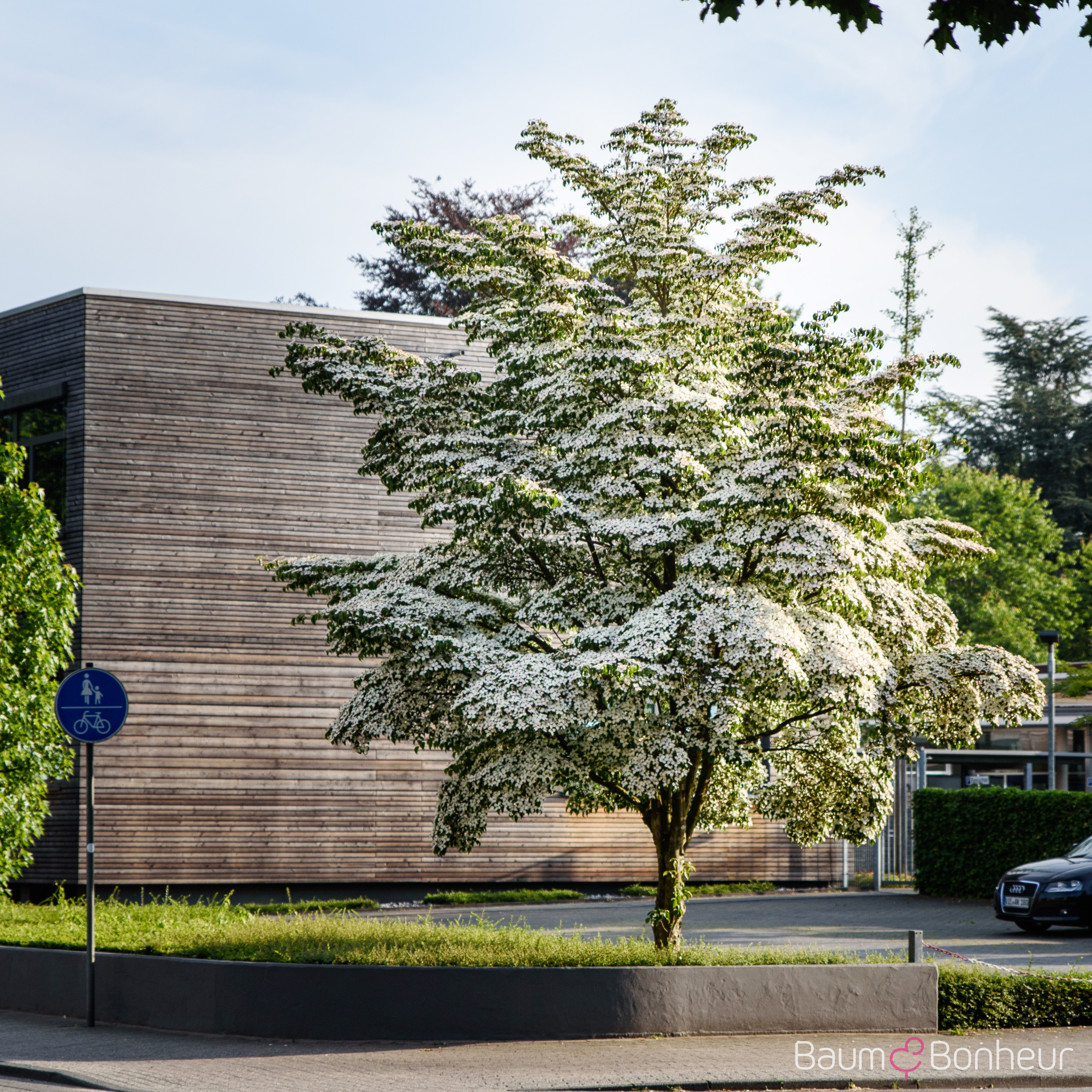 Cornus kousa var. chinensis