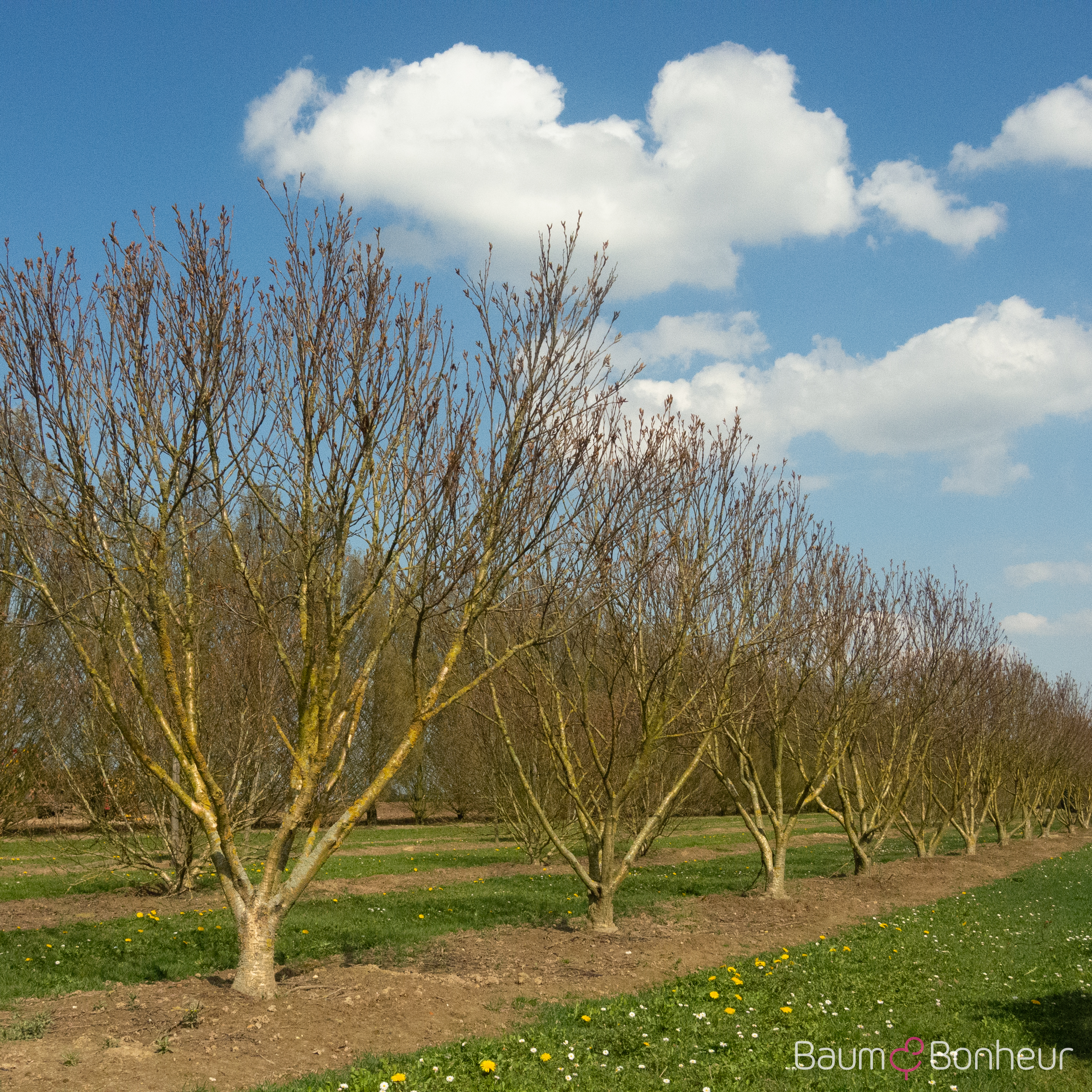 Betula medwediewii