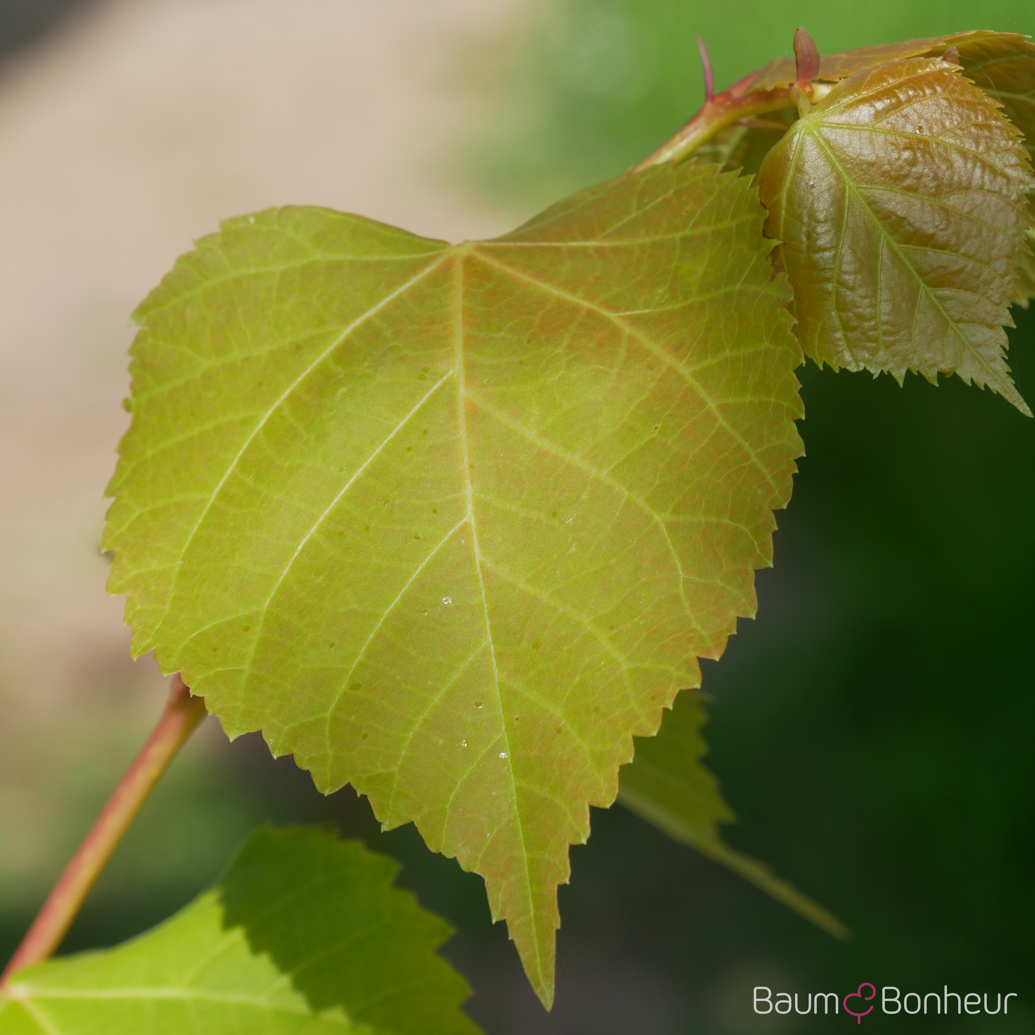 Tilia cordata 'Winter Orange'