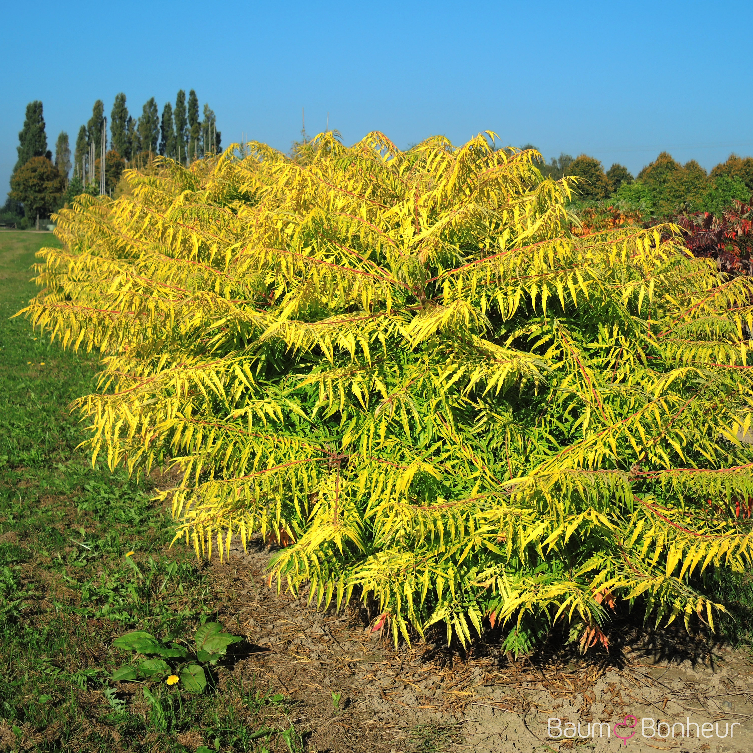 Rhus typhina 'Tiger Eyes' -R-