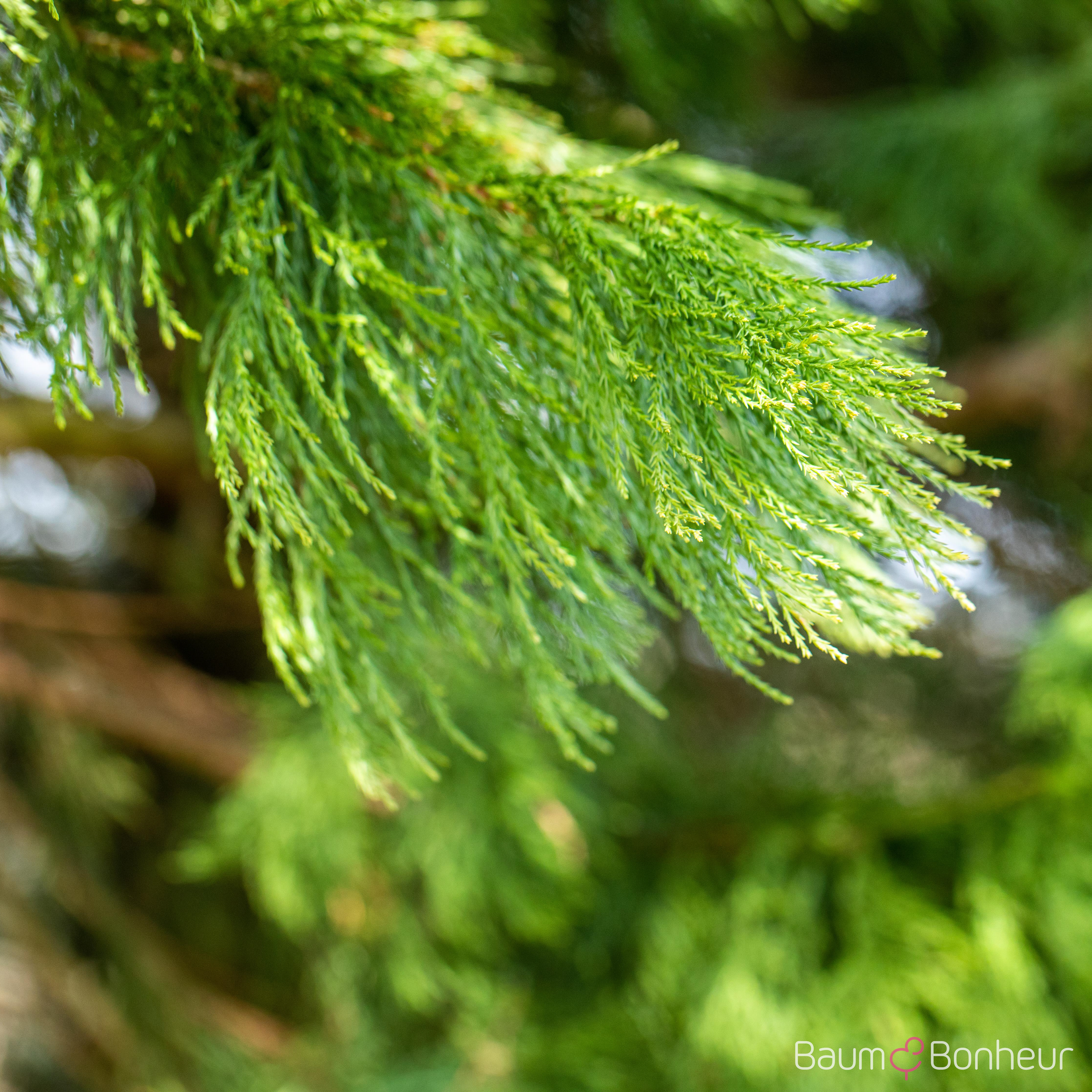Sequoiadendron giganteum