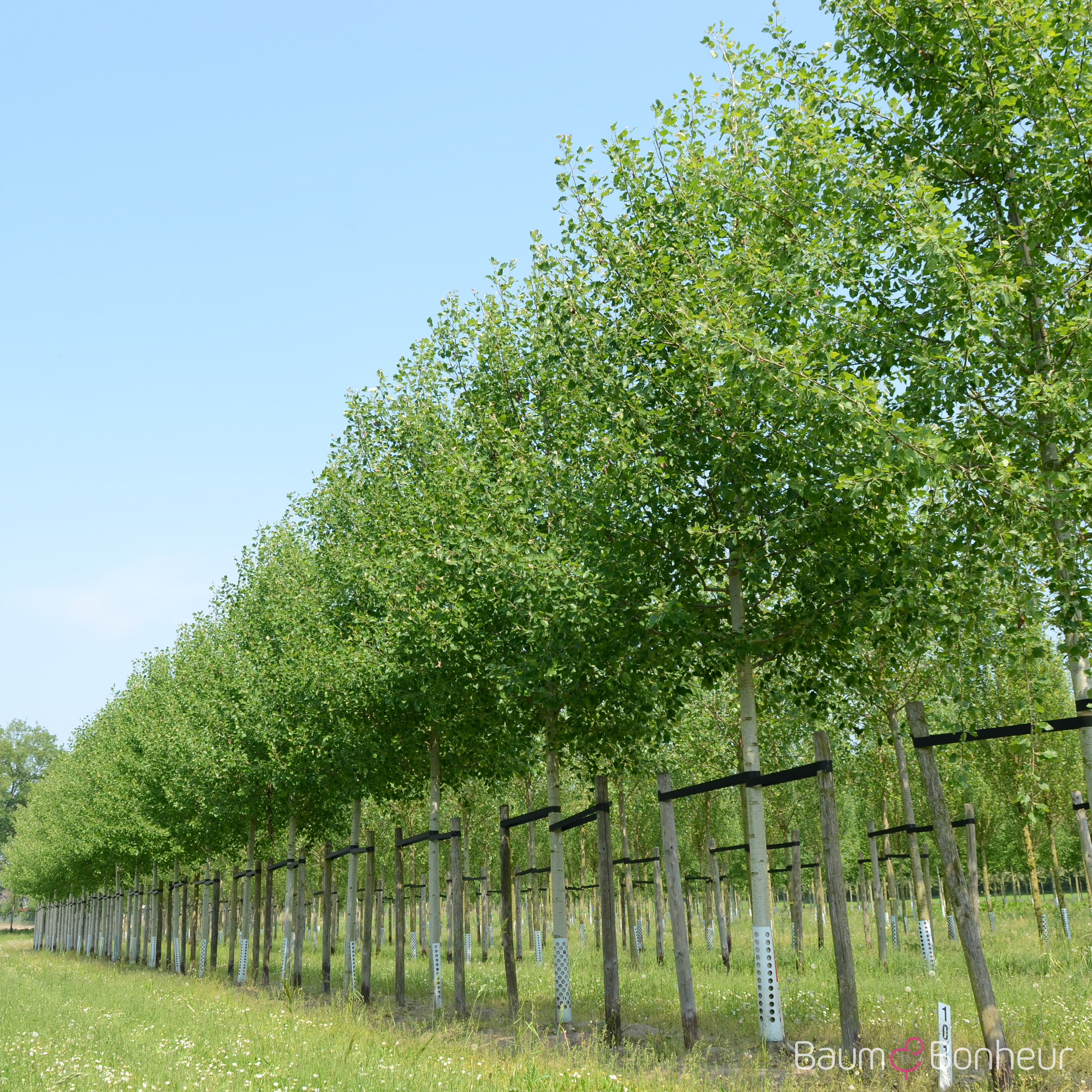 Populus canescens