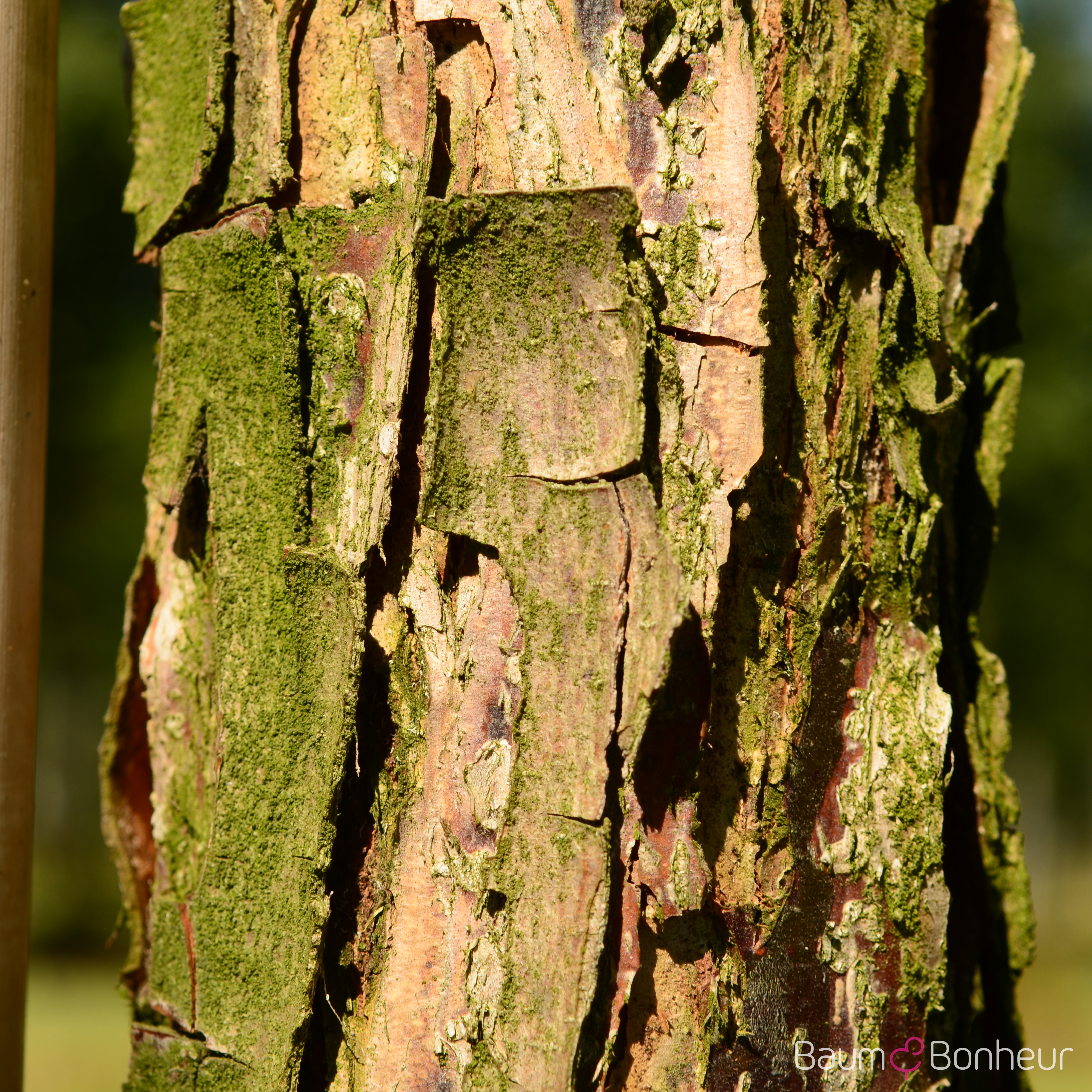 Quercus bicolor