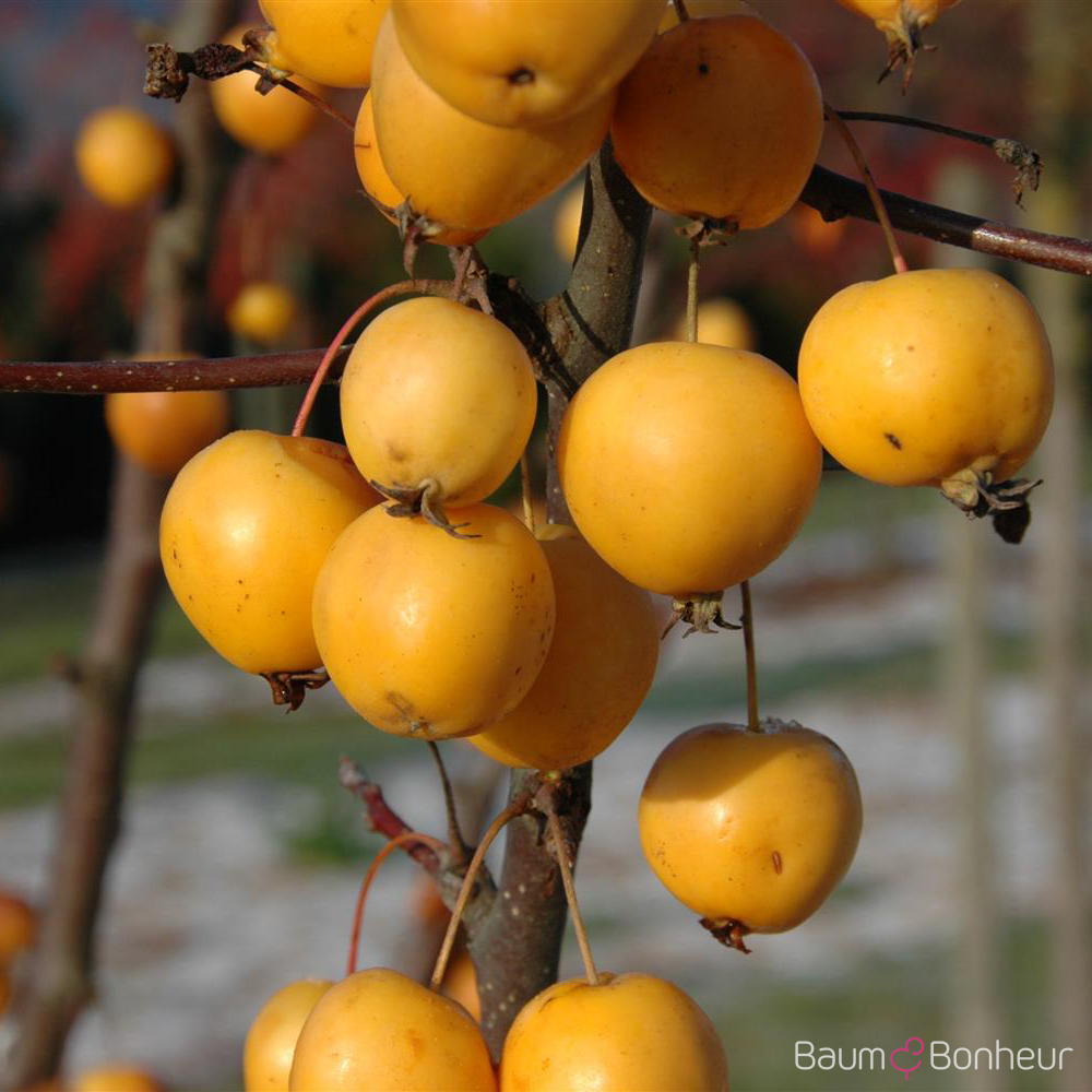 Malus 'Golden Hornet'